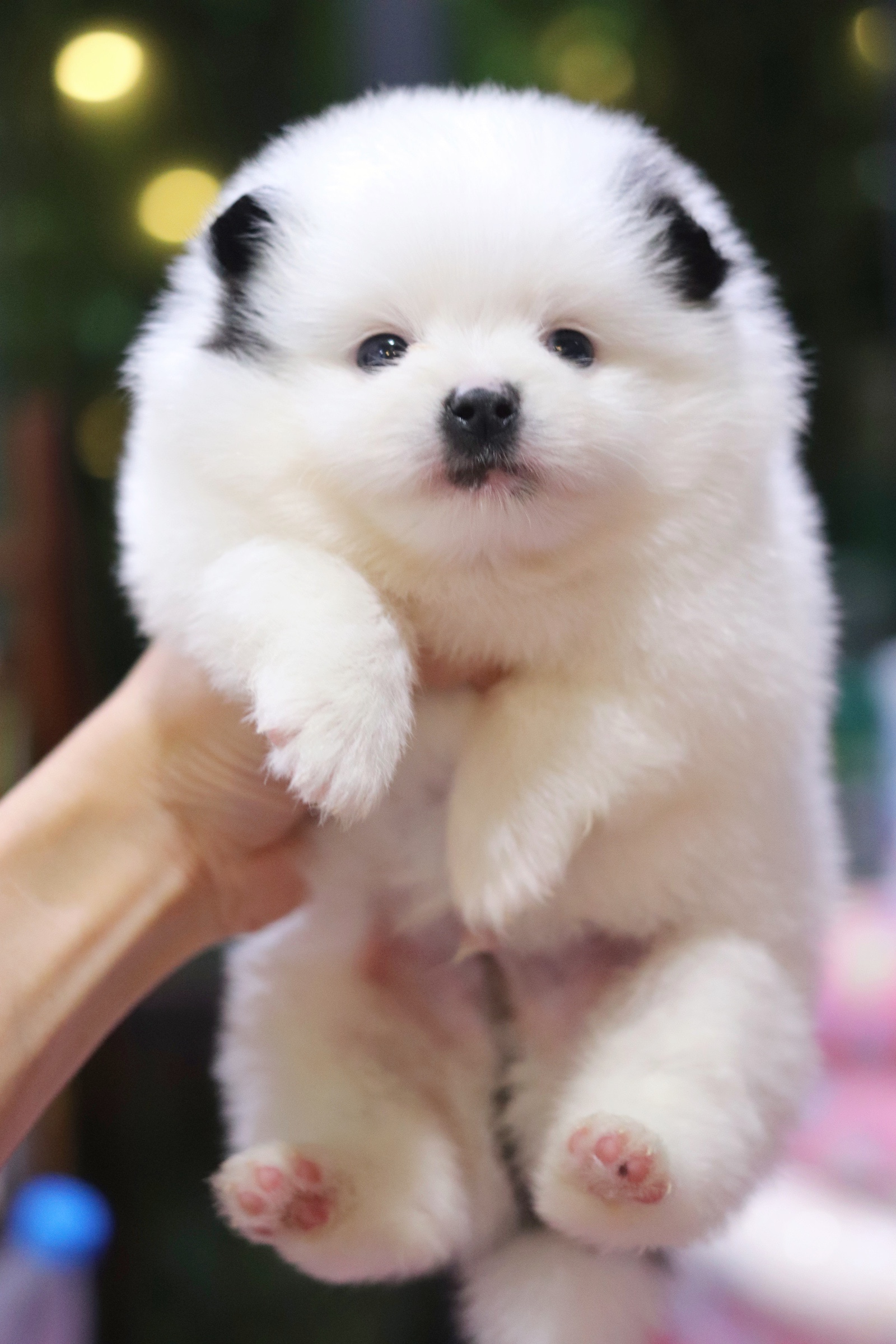 ปอมเมอเรเนียน เพศผู้ สีแฟนซี