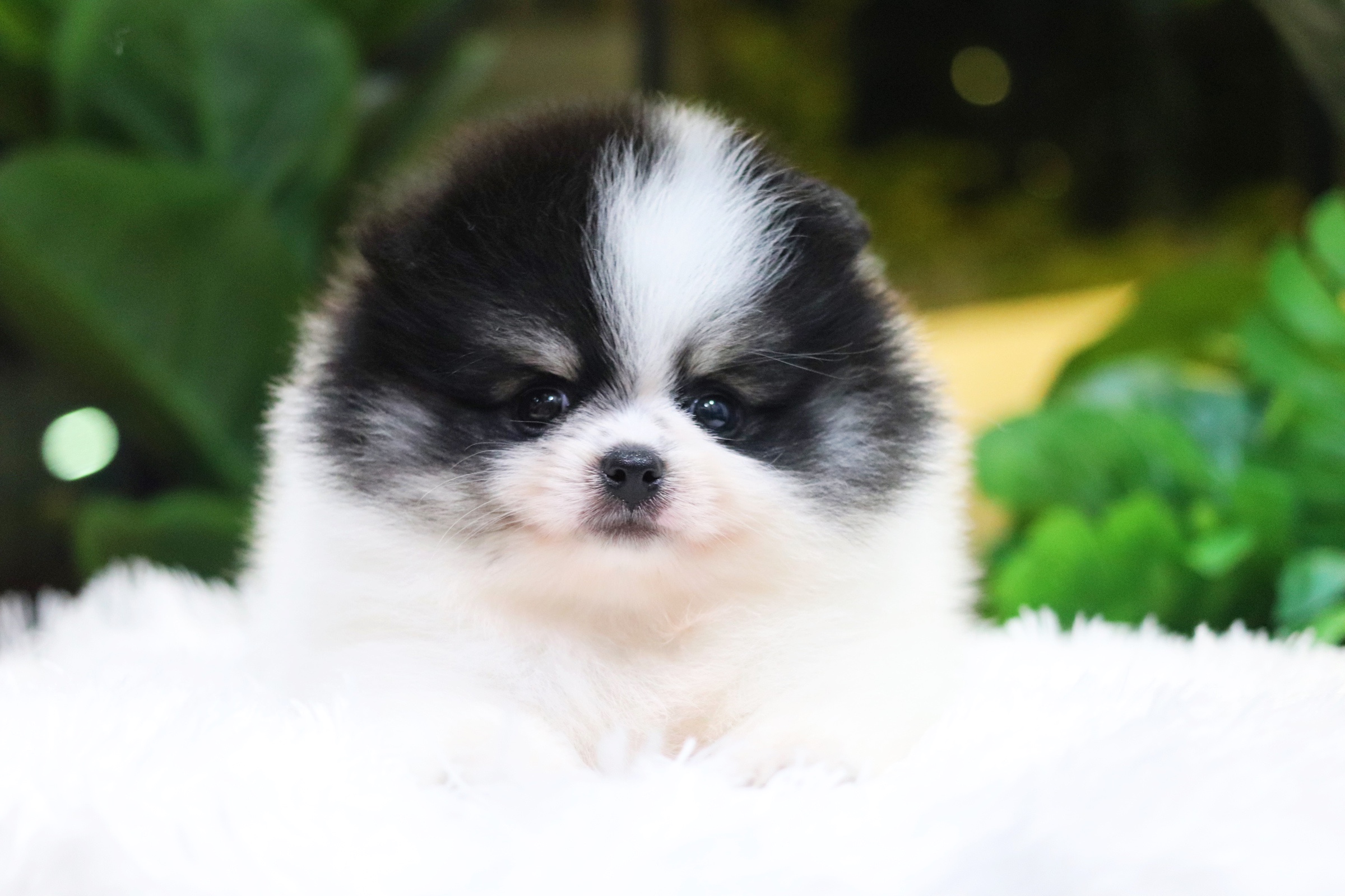 ปอมเมอเรเนียน เพศผู้ สีแฟนซี