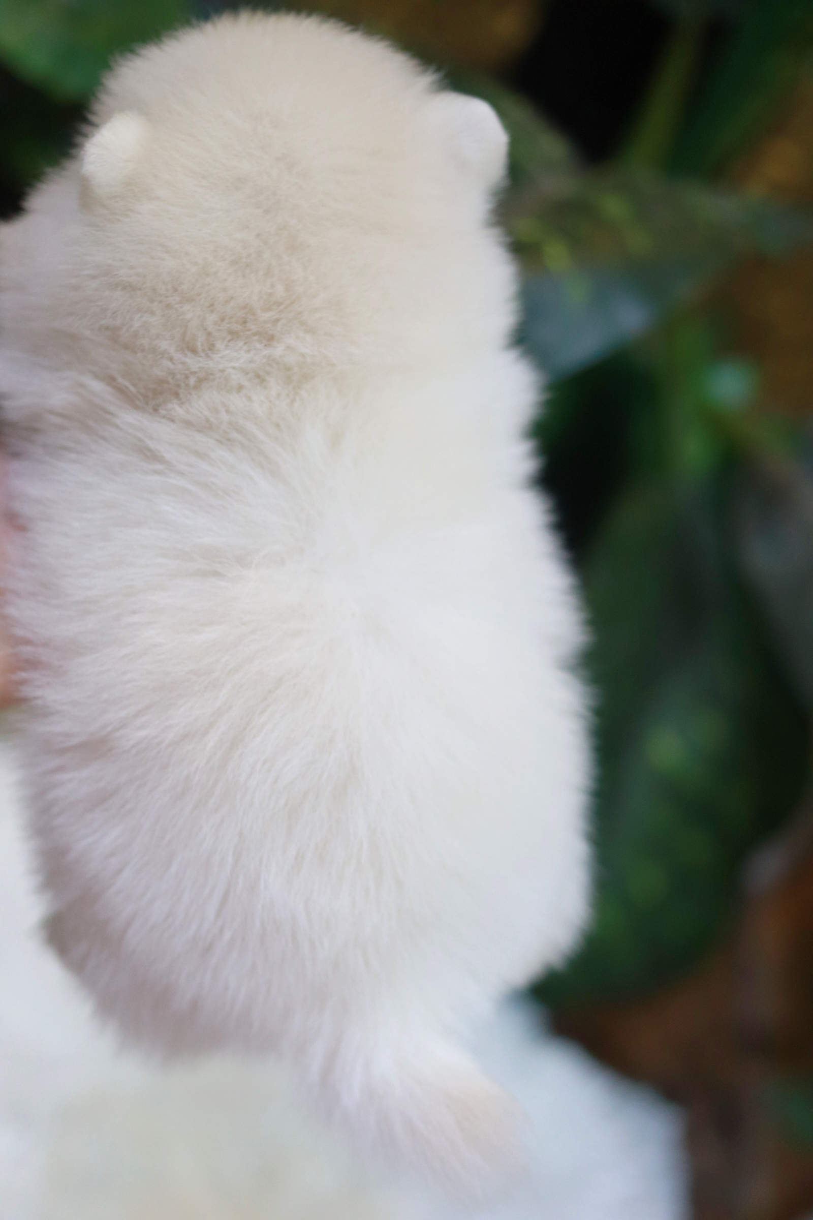 ปอมเมอเรเนียน เพศเมียขาวครีมหน้าฟ็อก