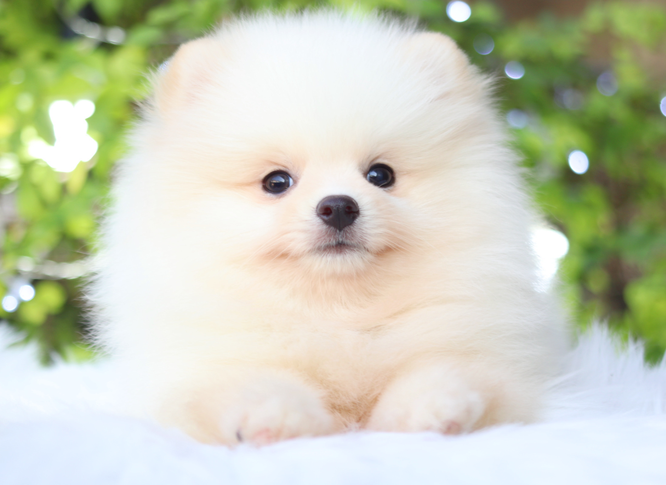 ปอมเมอเรเนียน เพศผู้ สีขาวครีม