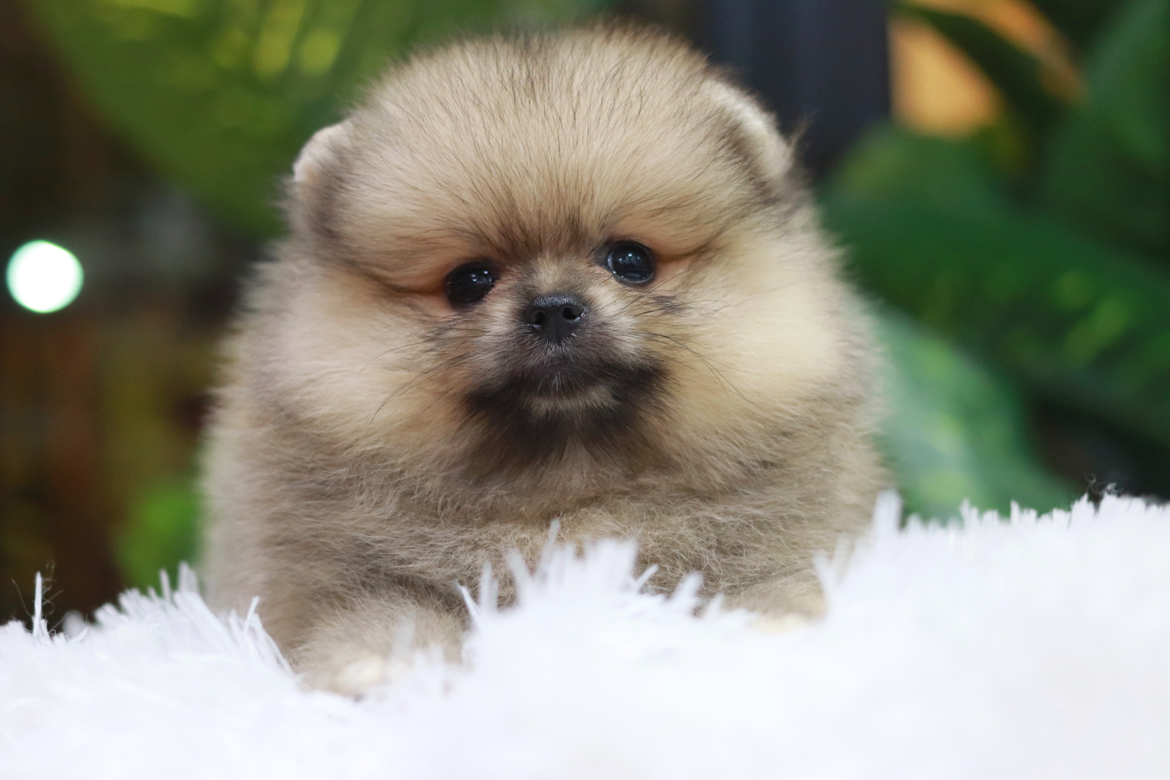 ปอมเมอเรเนียน เพศเมียสีส้มขนแน่น