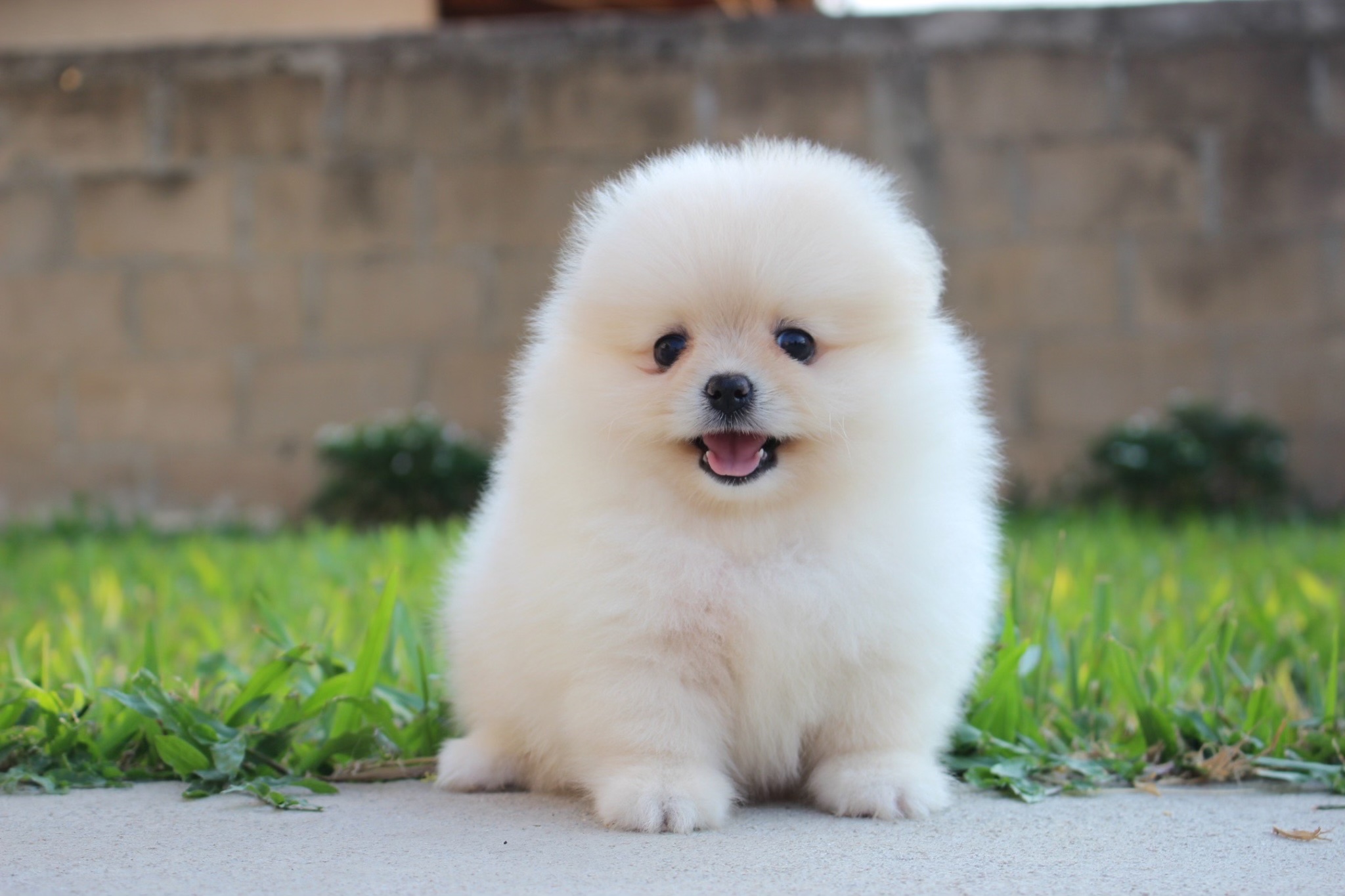 ปอมเมอเรเนียน เพศผู้ ขนแน่นสีขาวครีม