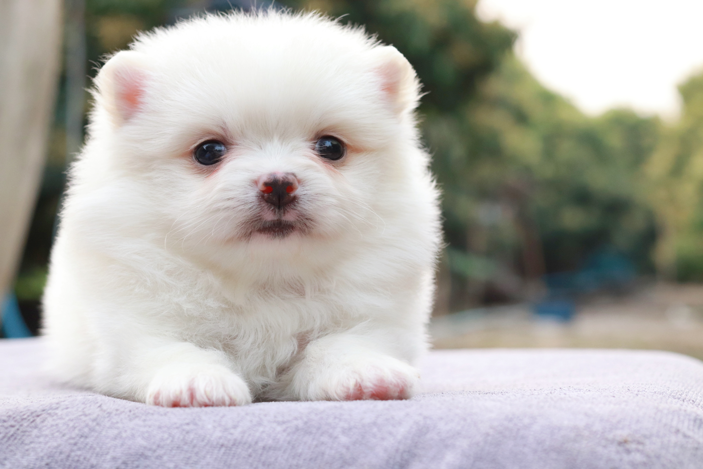 ปอมเมอเรเนียน เพศผู้