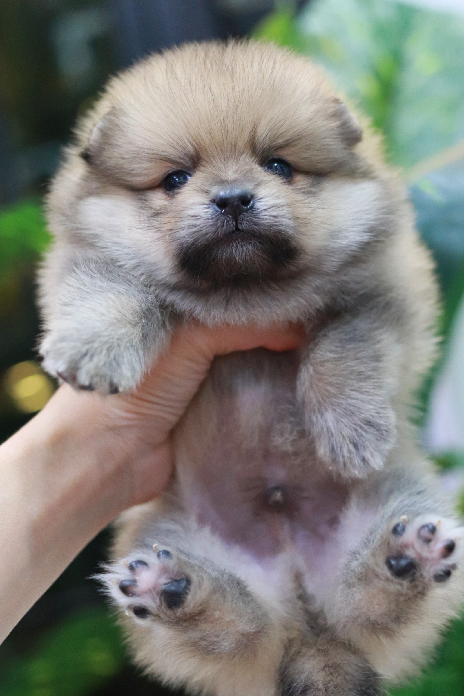 ปอมเมอเรเนียน เพศผู้ สีส้ม