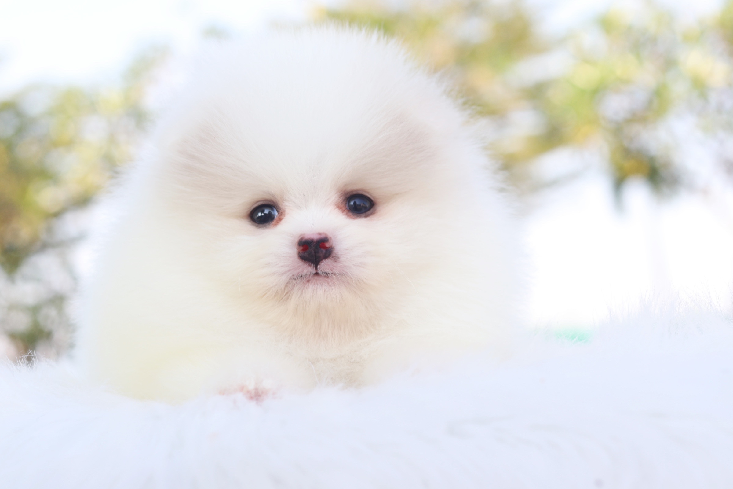 ปอมเมอเรเนียน เพศผู้ ขาวครีม