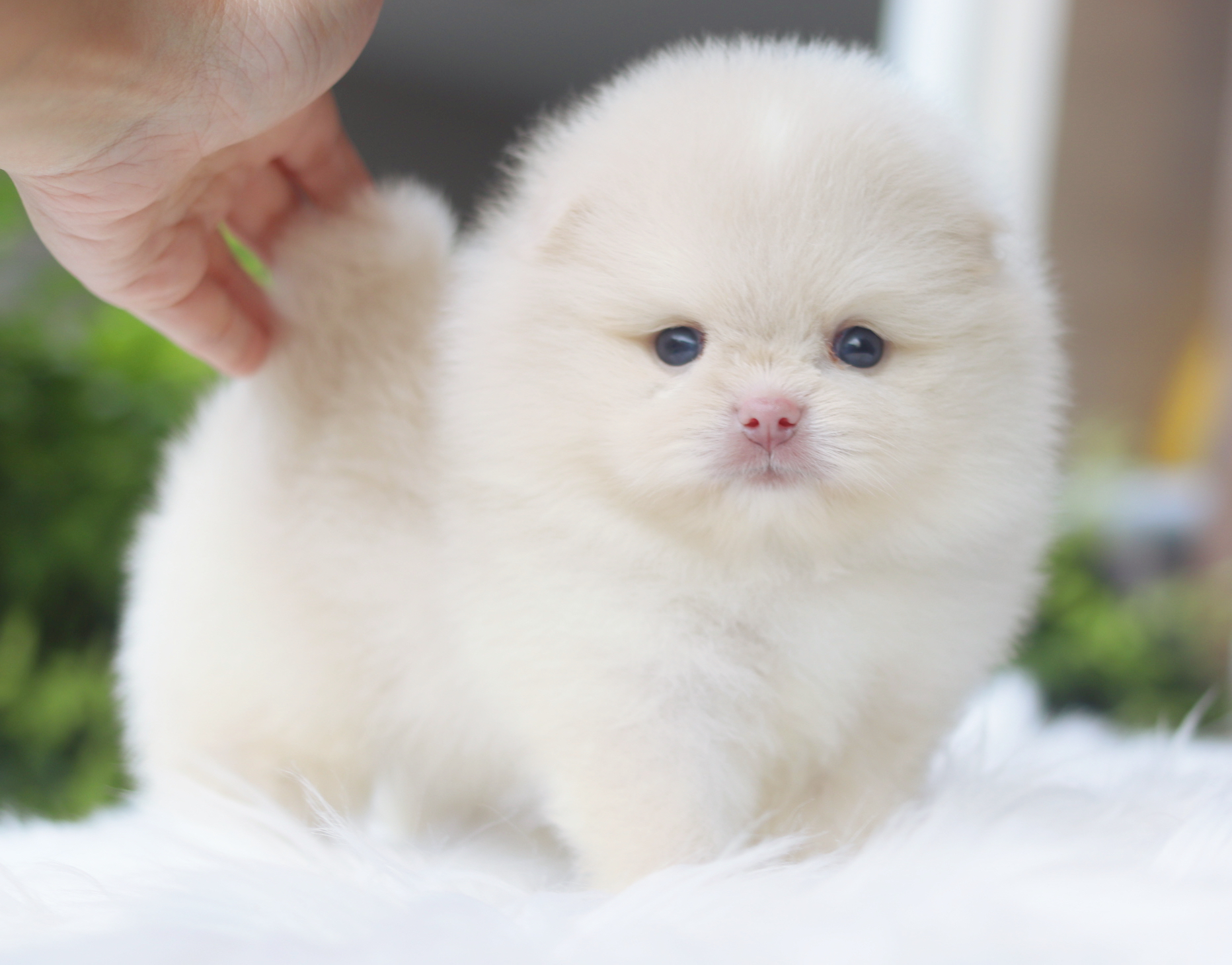 ปอมเมอเรเนียน เพศผู้ สีขาวครีม เกรดโชว์