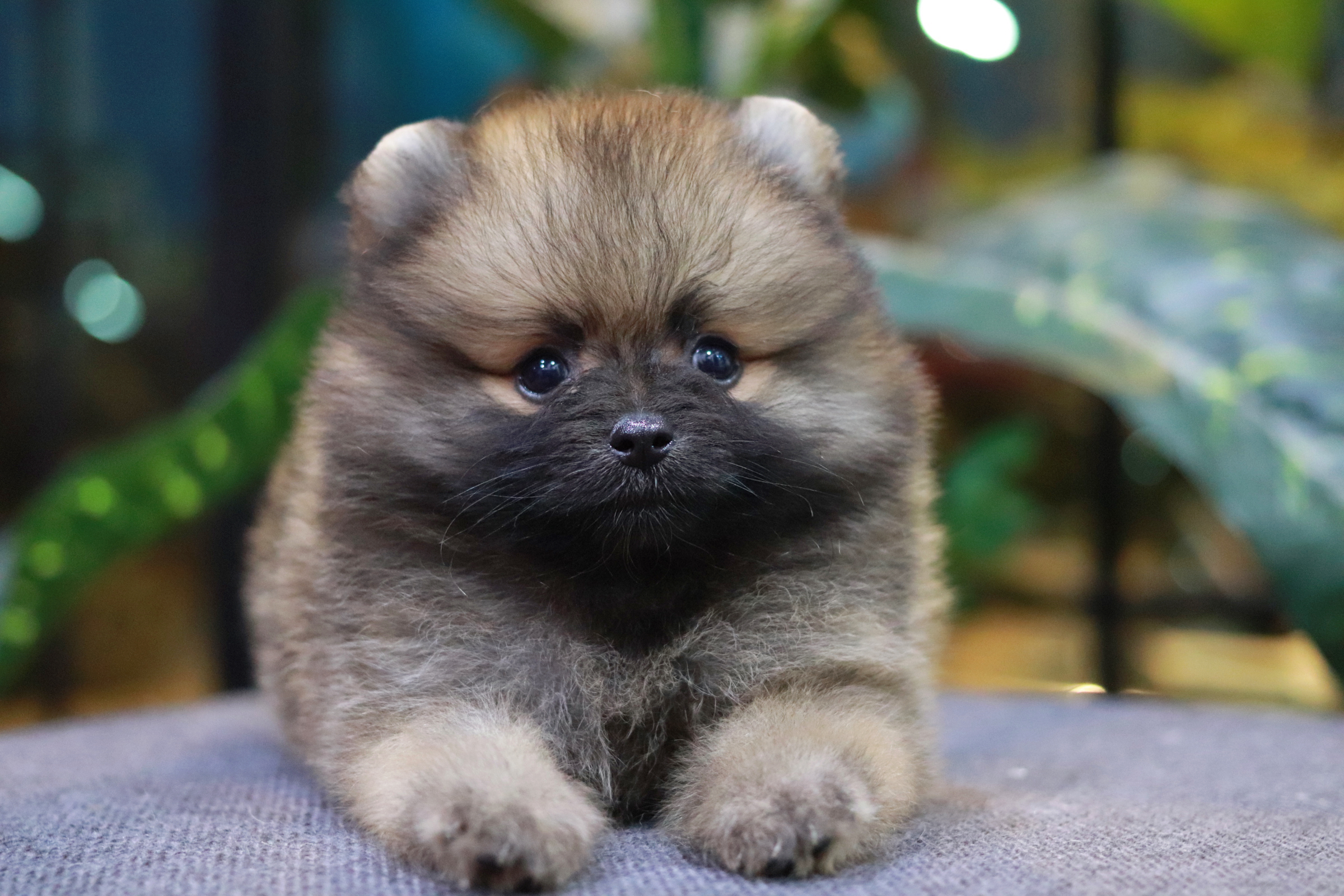 ปอมเมอเรเนียน เพศเมีย