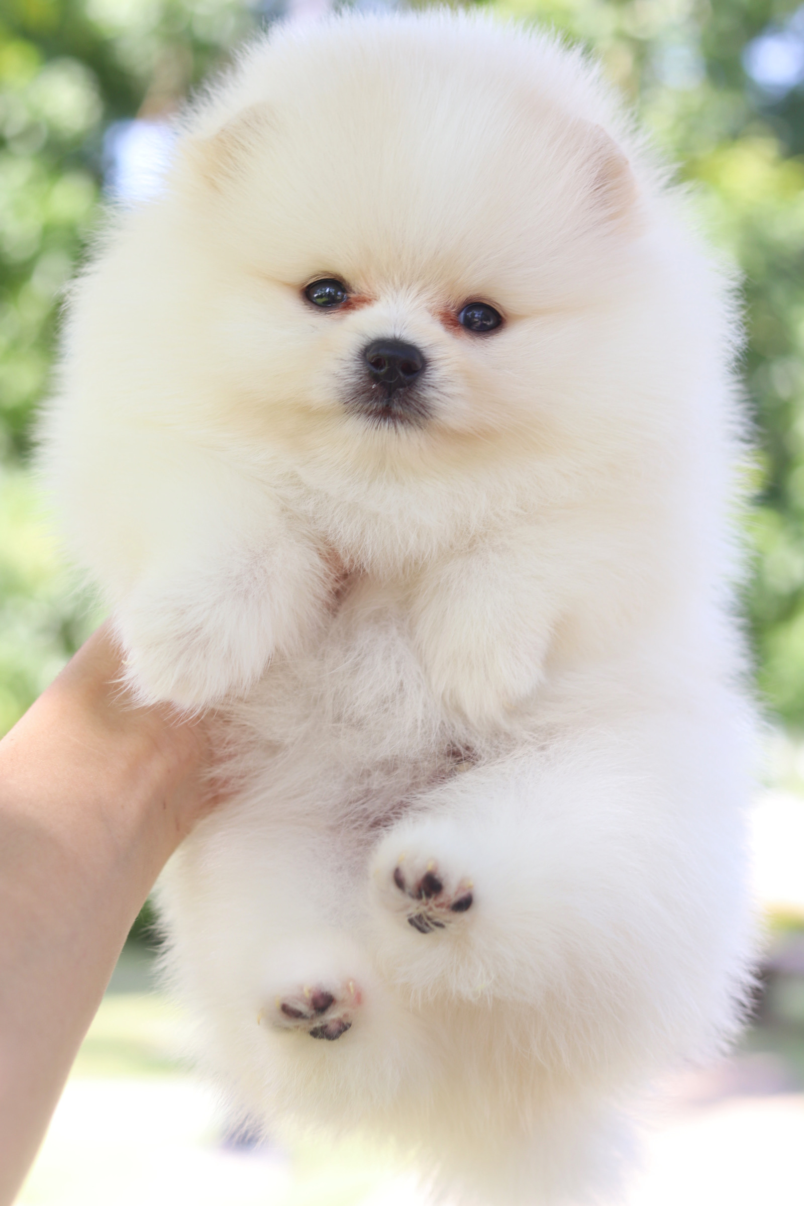 ปอมเมอเรเนียน เพศผู้สีขาวครีม