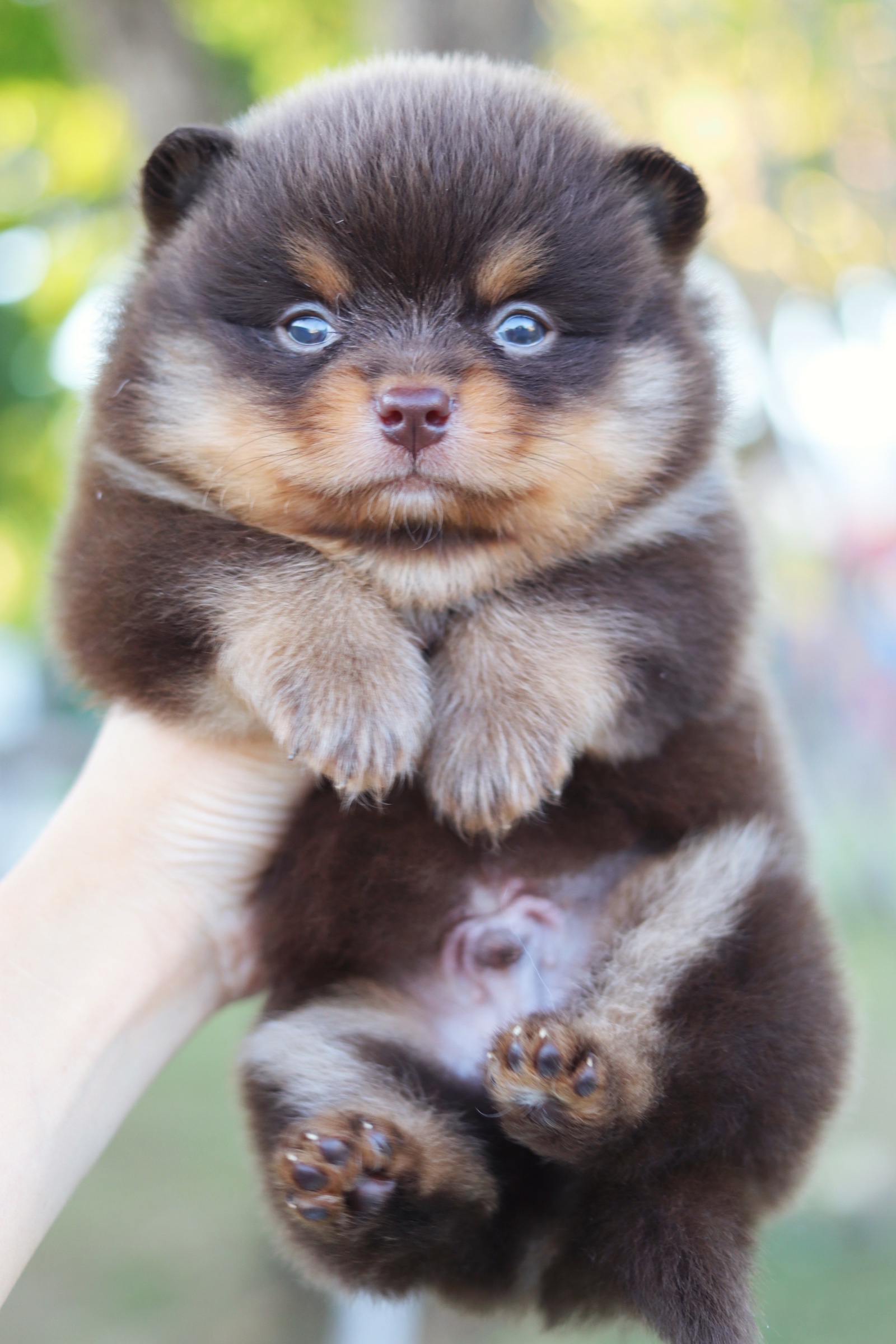 ปอมเมอเรเนียน เพศผู้ สีช็อคแทน