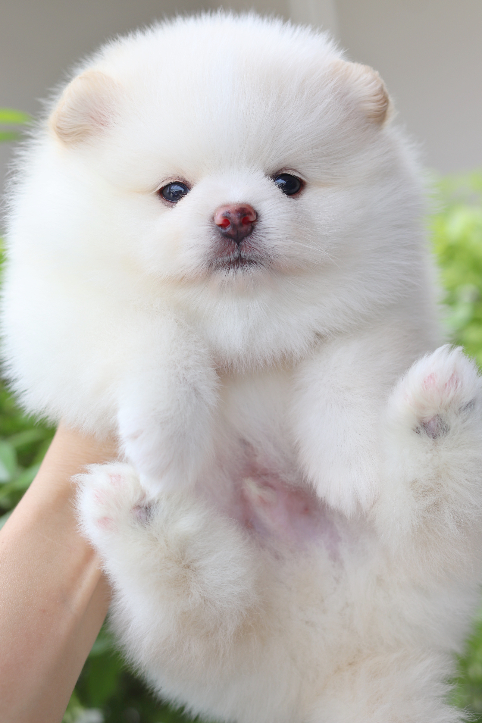 ปอมเมอเรเนียน เพศผู้สีขาวครีม