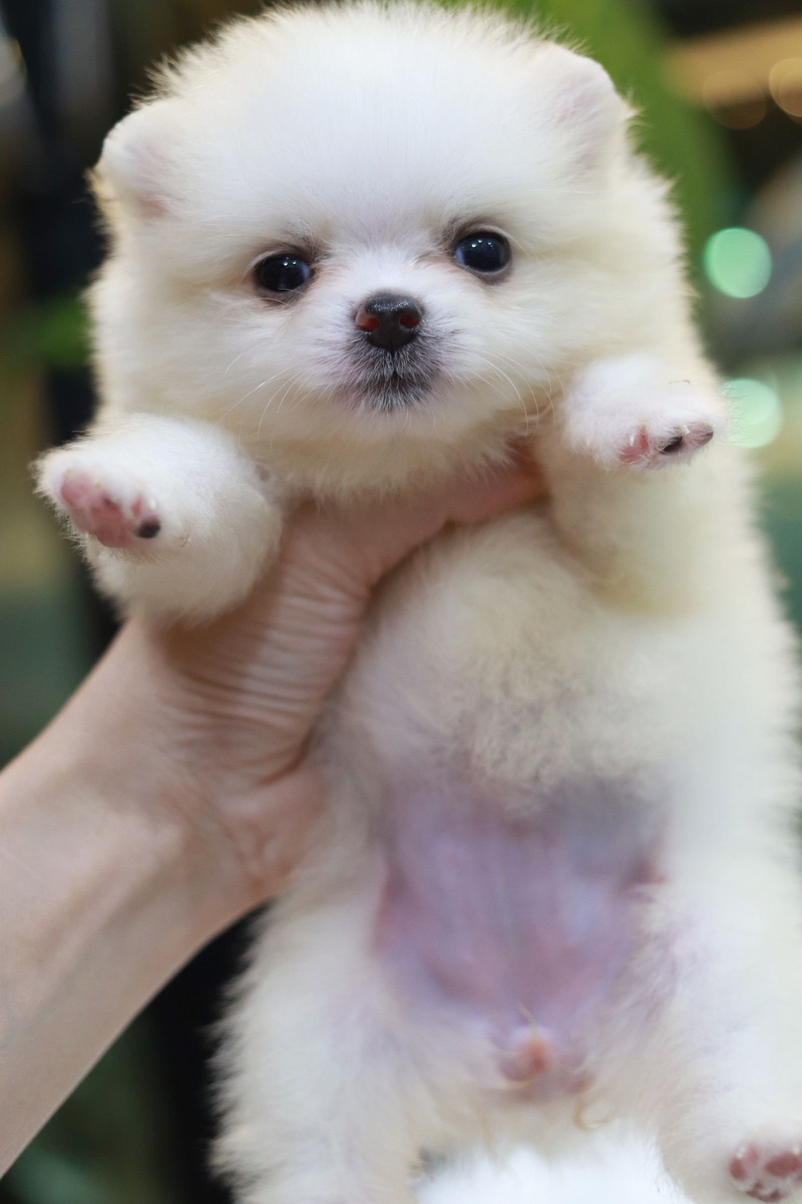 ปอมเมอเรเนียน เพศเมีย ไซส์เล็ก