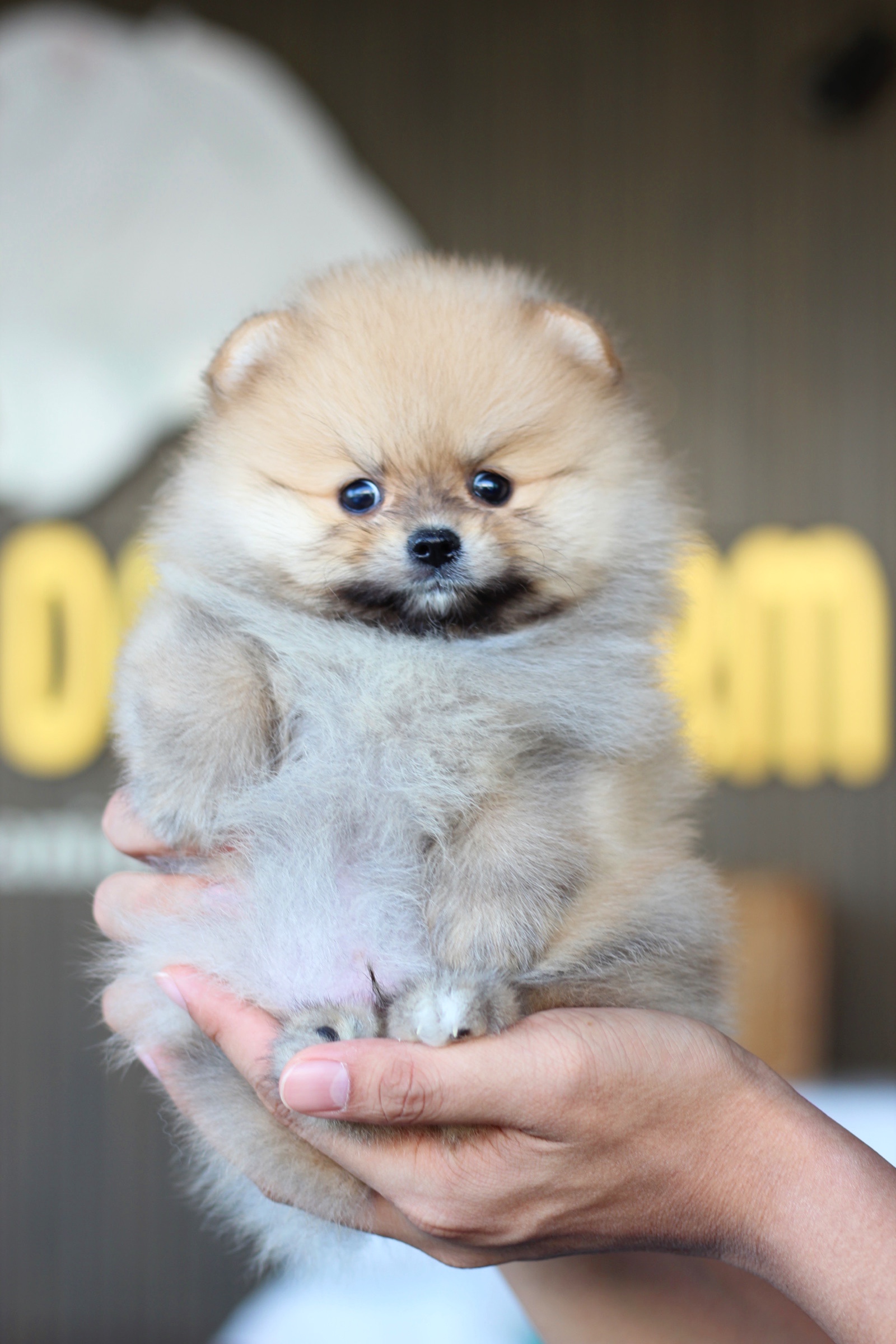 ปอมเมอเรเนียน เพศผู้สีส้ม