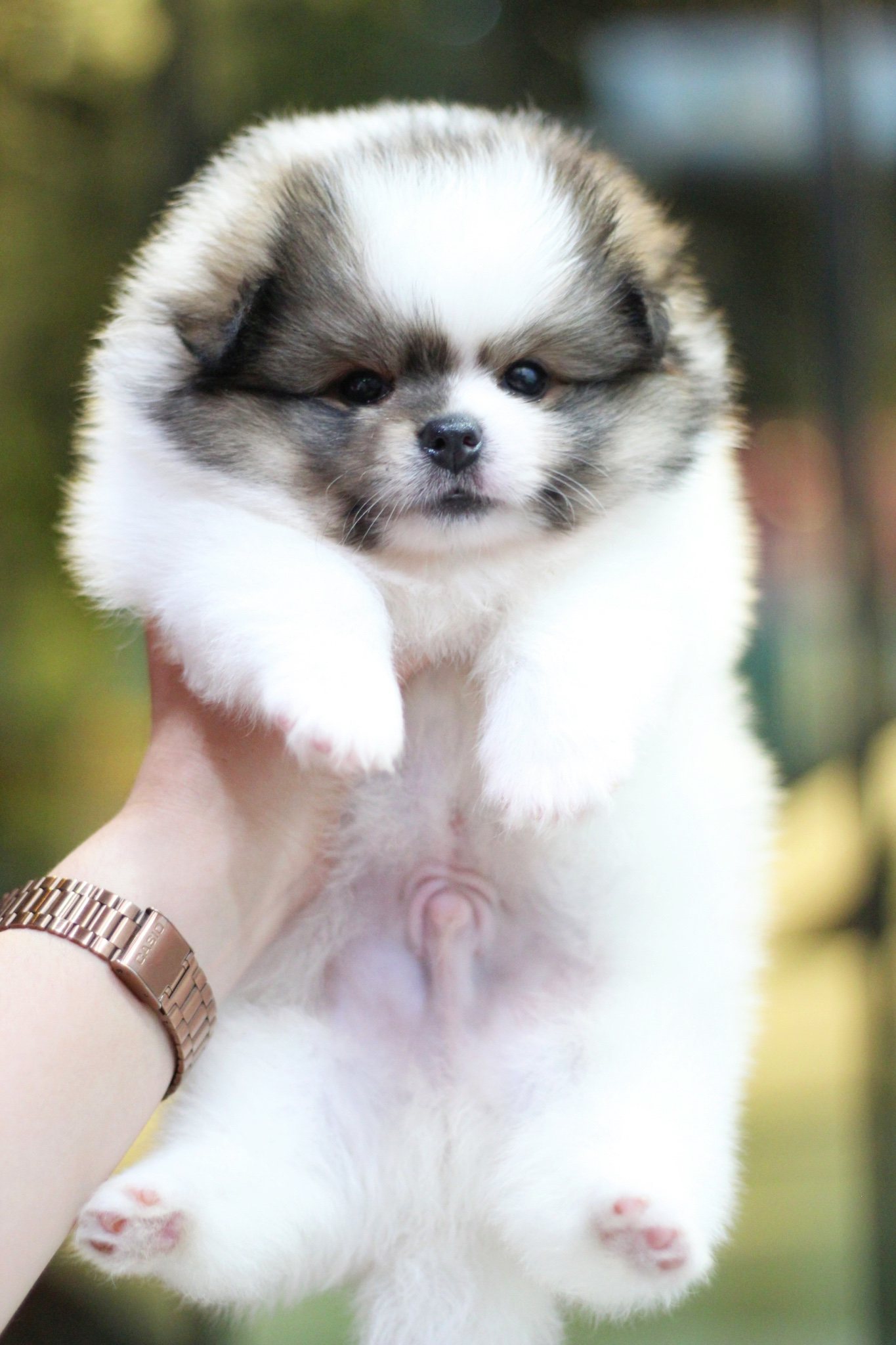 ปอมเมอเรเนียน เพศผู้ แฟนซี