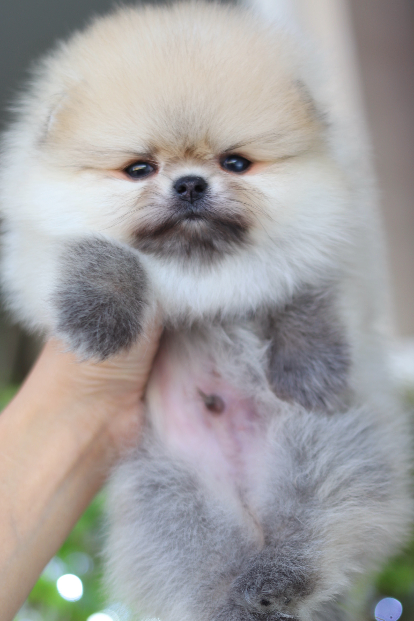 ปอมเมอเรเนียน เพศผู้ สีส้ม เกรดโชว์