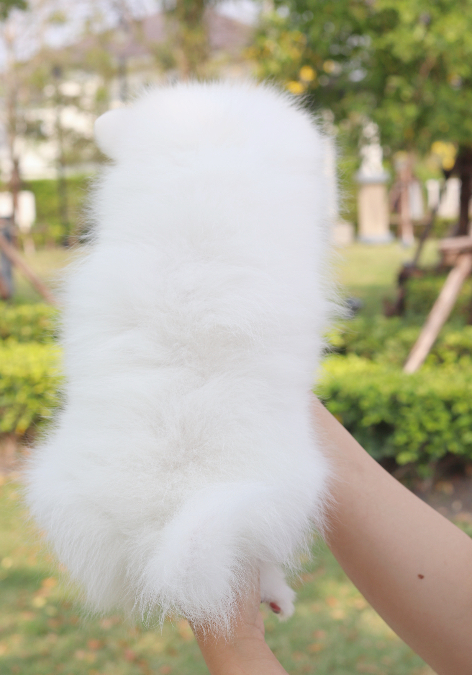 ปอมเมอเรเนียน เพศผู้สีขาวครีม