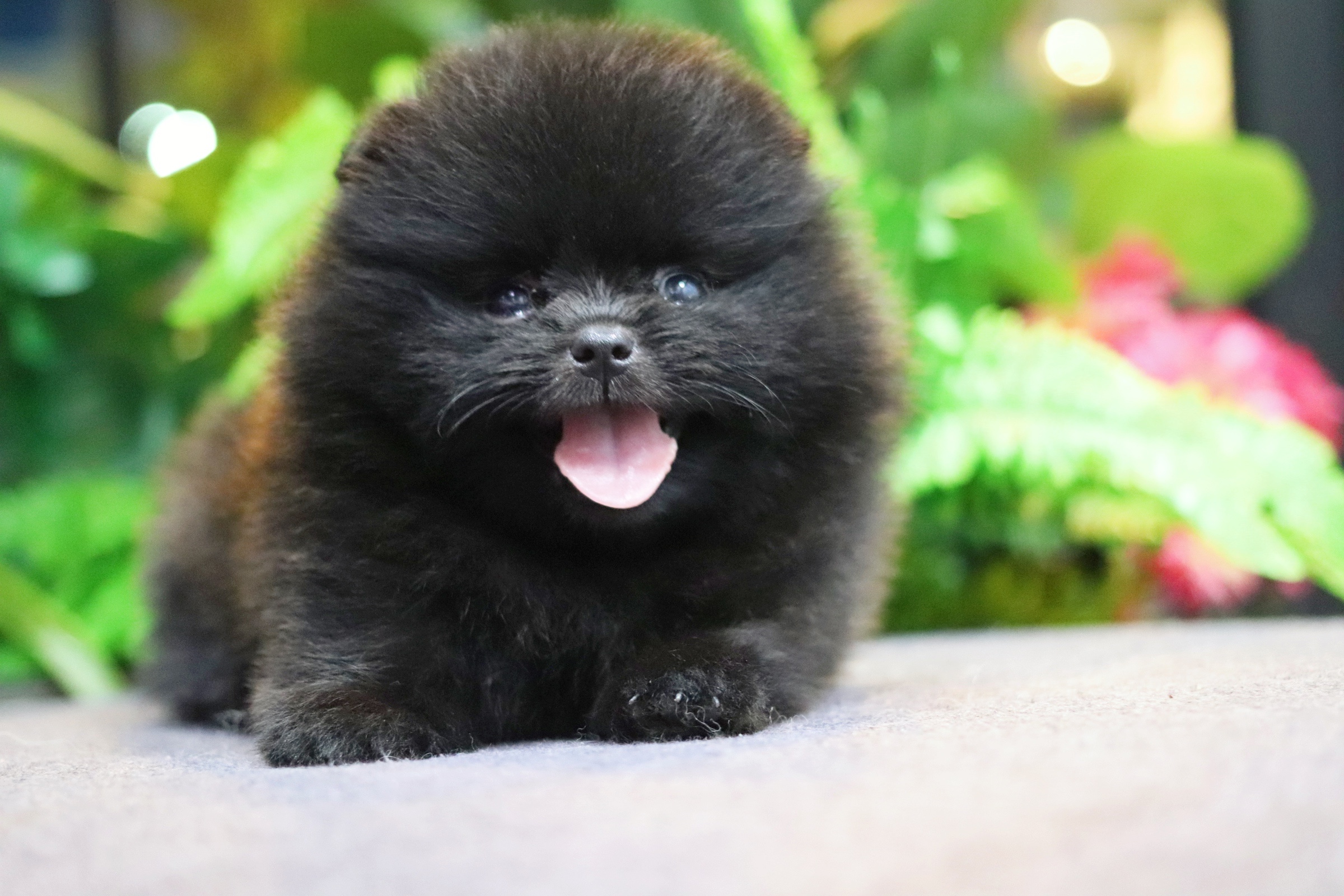 ปอมเมอเรเนียน เพศเมียสีดำ