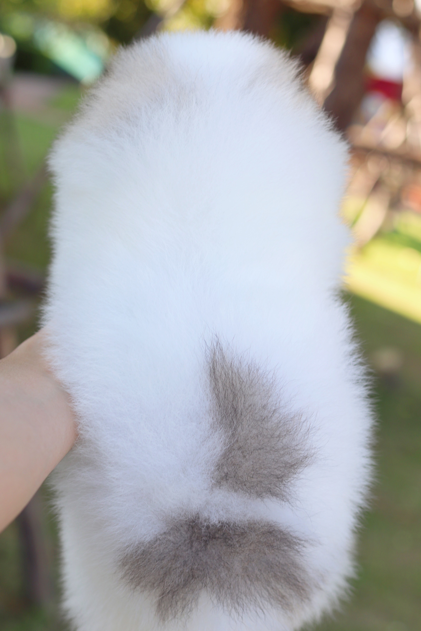 ปอมเมอเรเนียน เพศผู้ สีแฟนซี