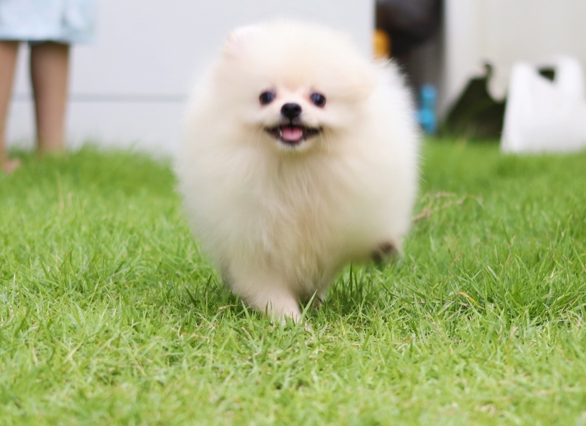 ปอมเมอเรเนียน เพศผู้ สีขาวครีม