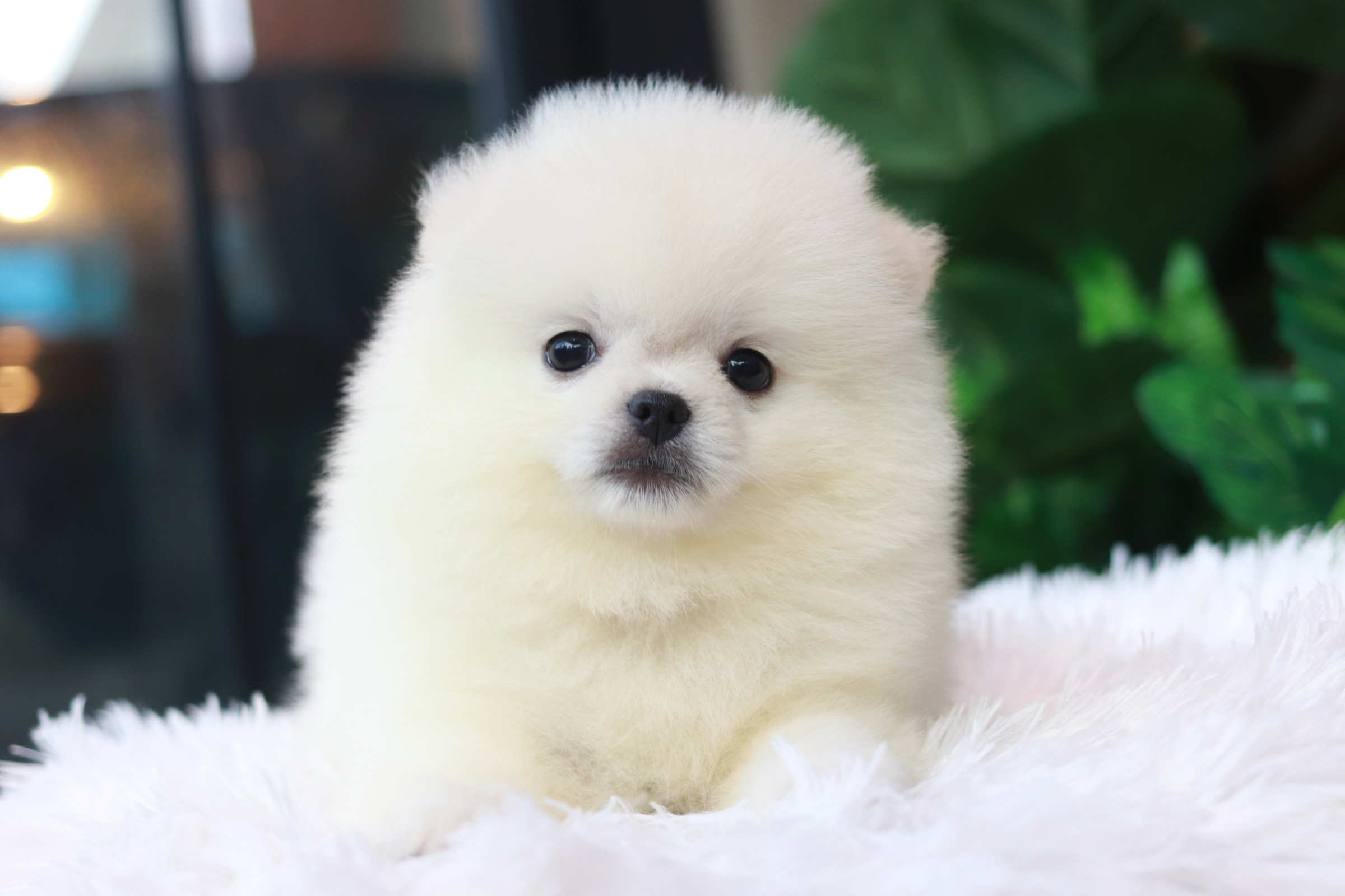 ปอมเมอเรเนียน เพศเมีย สีขาวหน้าตุ๊กตา