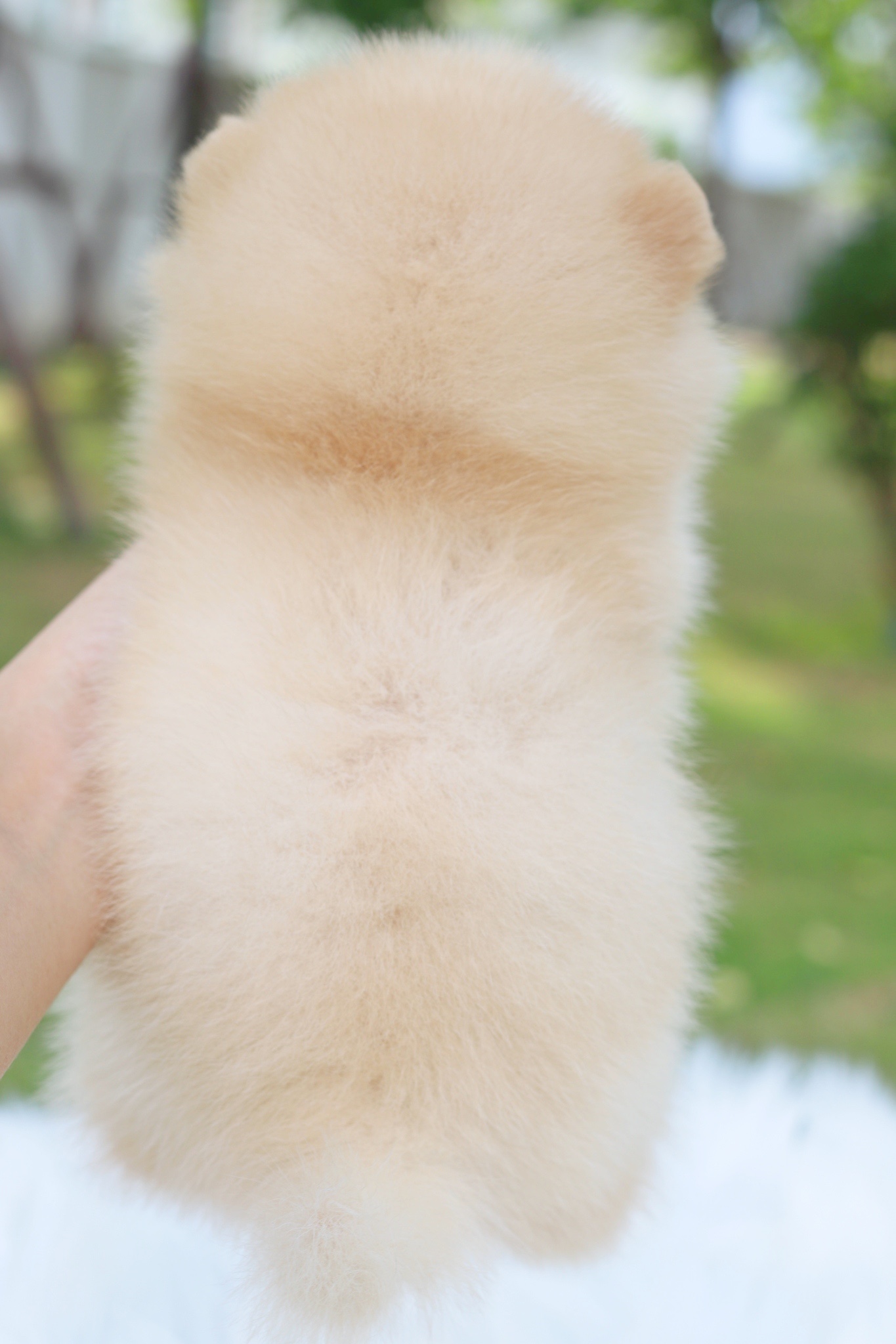 ปอมเมอเรเนียน เพศผู้สีครีม