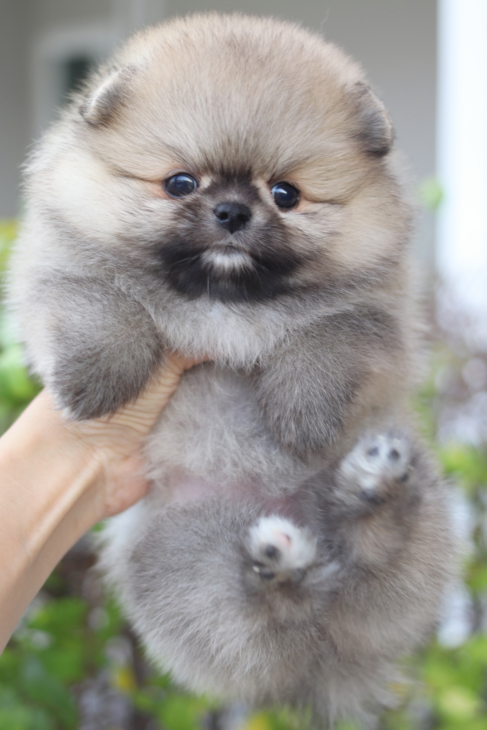 ปอมเมอเรเนียน เพศเมียสีส้ม เกรดโชว์