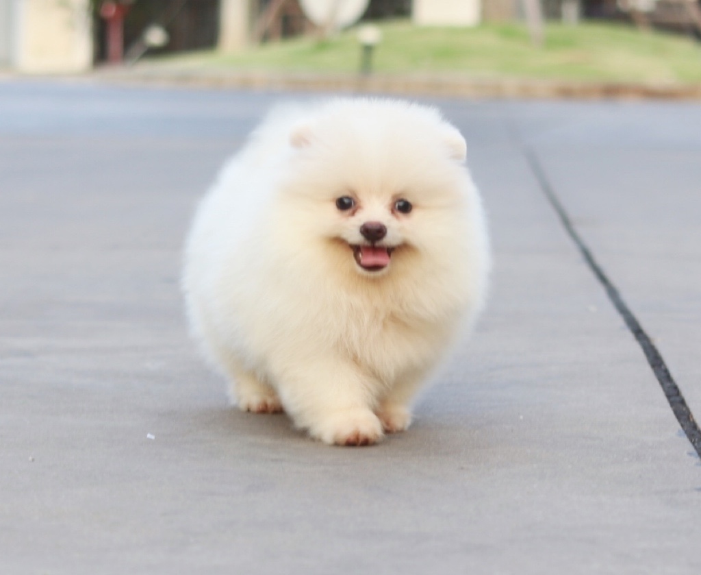 ปอมเมอเรเนียน เพศผู้ สีขาวครีม