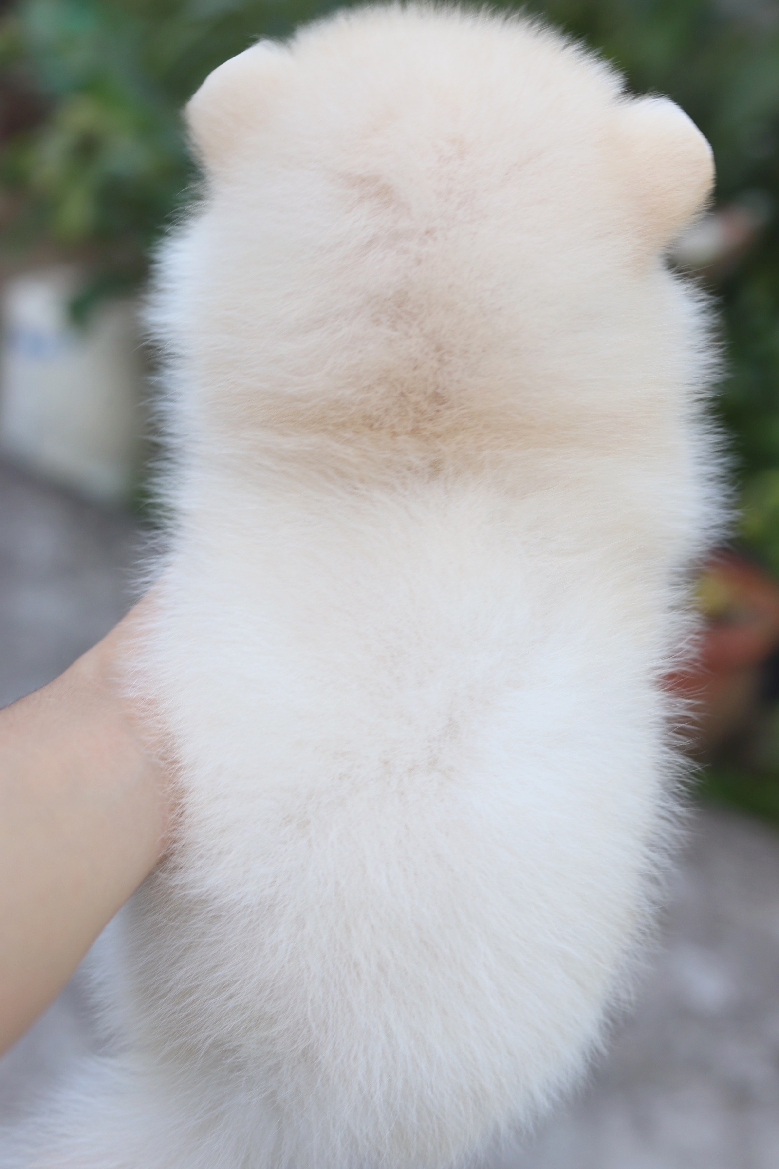 ปอมเมอเรเนียน เพศเมีย สีครีม