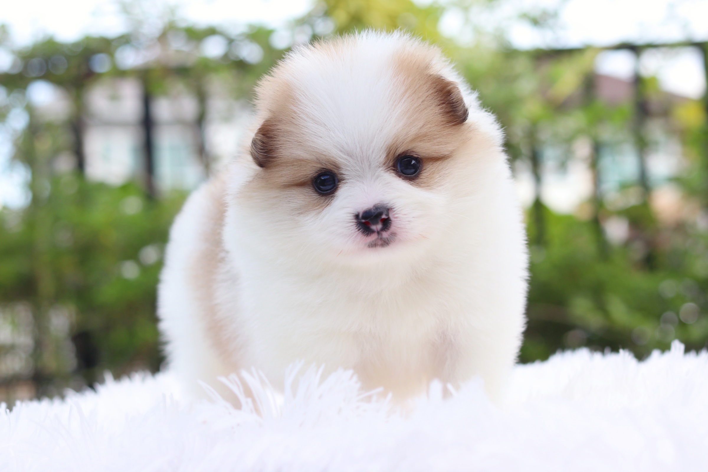 ปอมเมอเรเนียน เพศผู้ แฟนซี