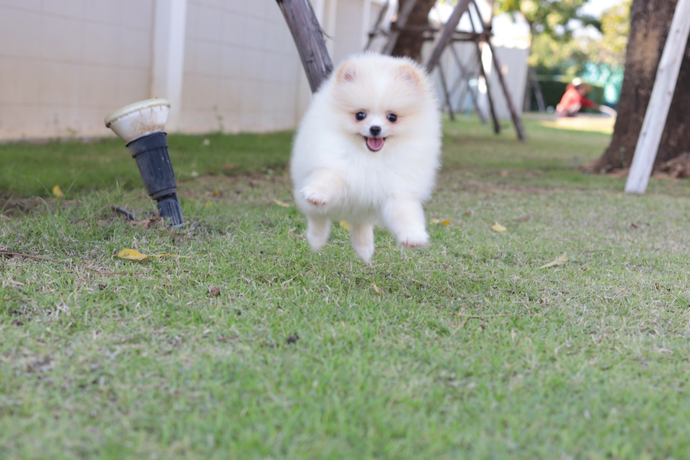 ปอมเมอเรเนียน เพศเมียสีขาวครีม