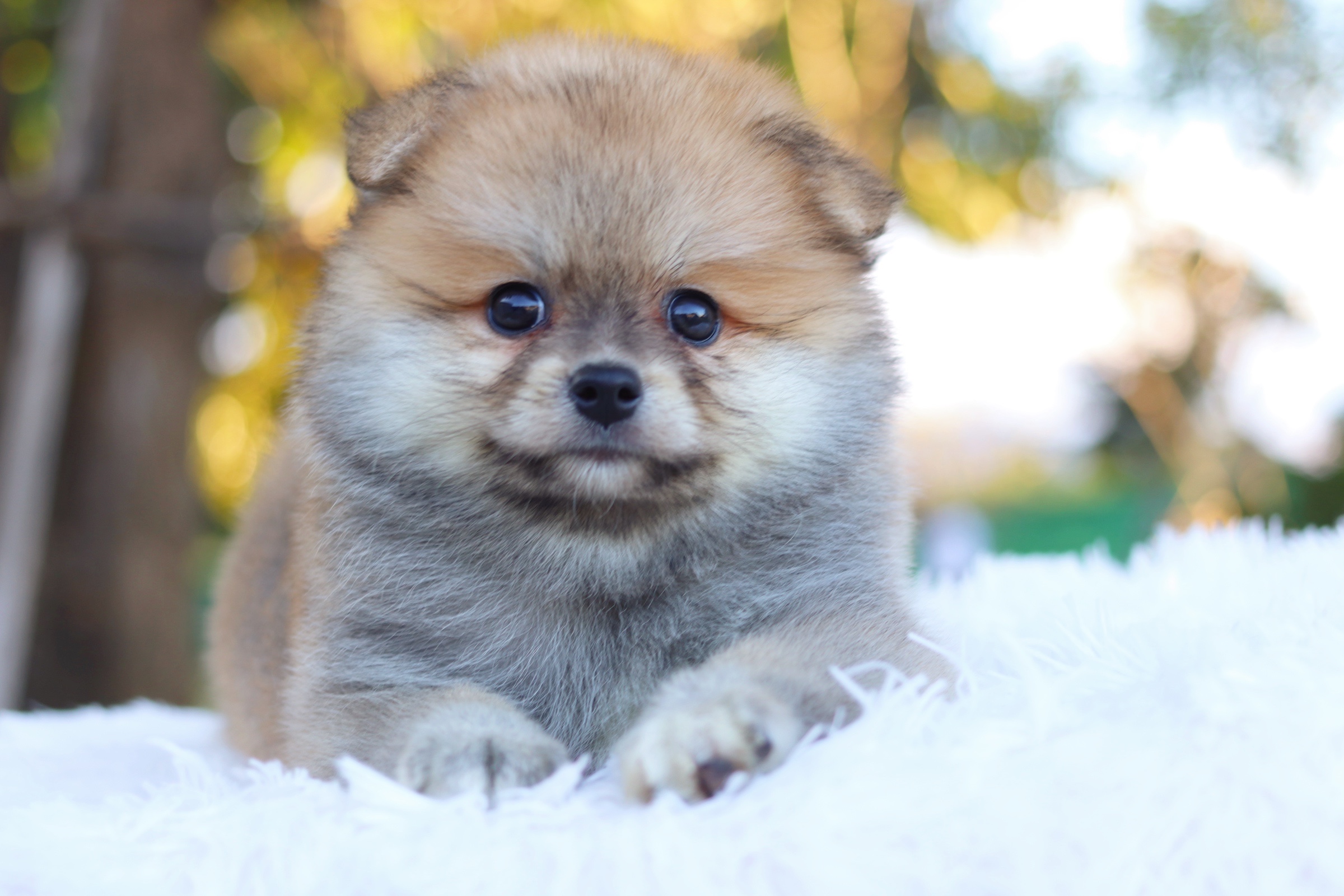 ปอมเมอเรเนียน เพศผู้ สีส้มเกรดเลี้ยงเล่น