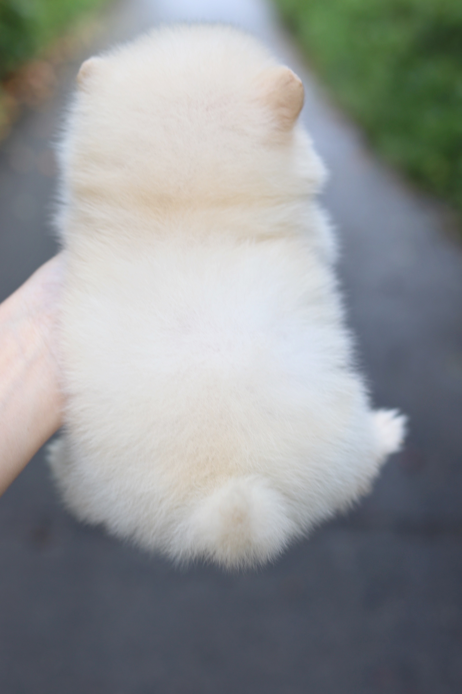 ปอมเมอเรเนียน เพศเมียสีขาวครีม