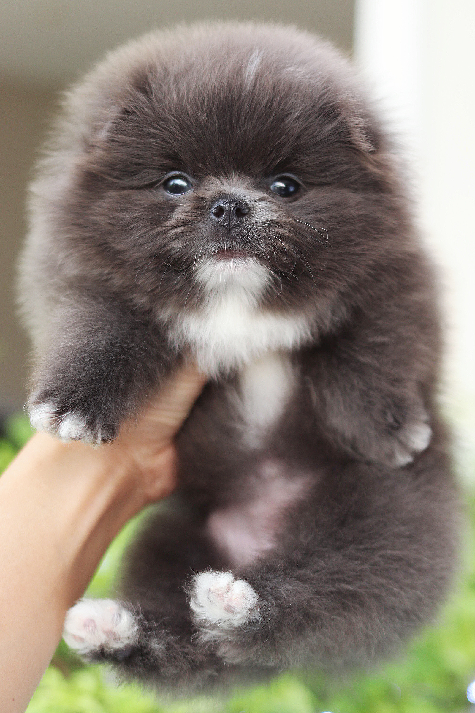 ปอมเมอเรเนียน เพศเมียสีบลู