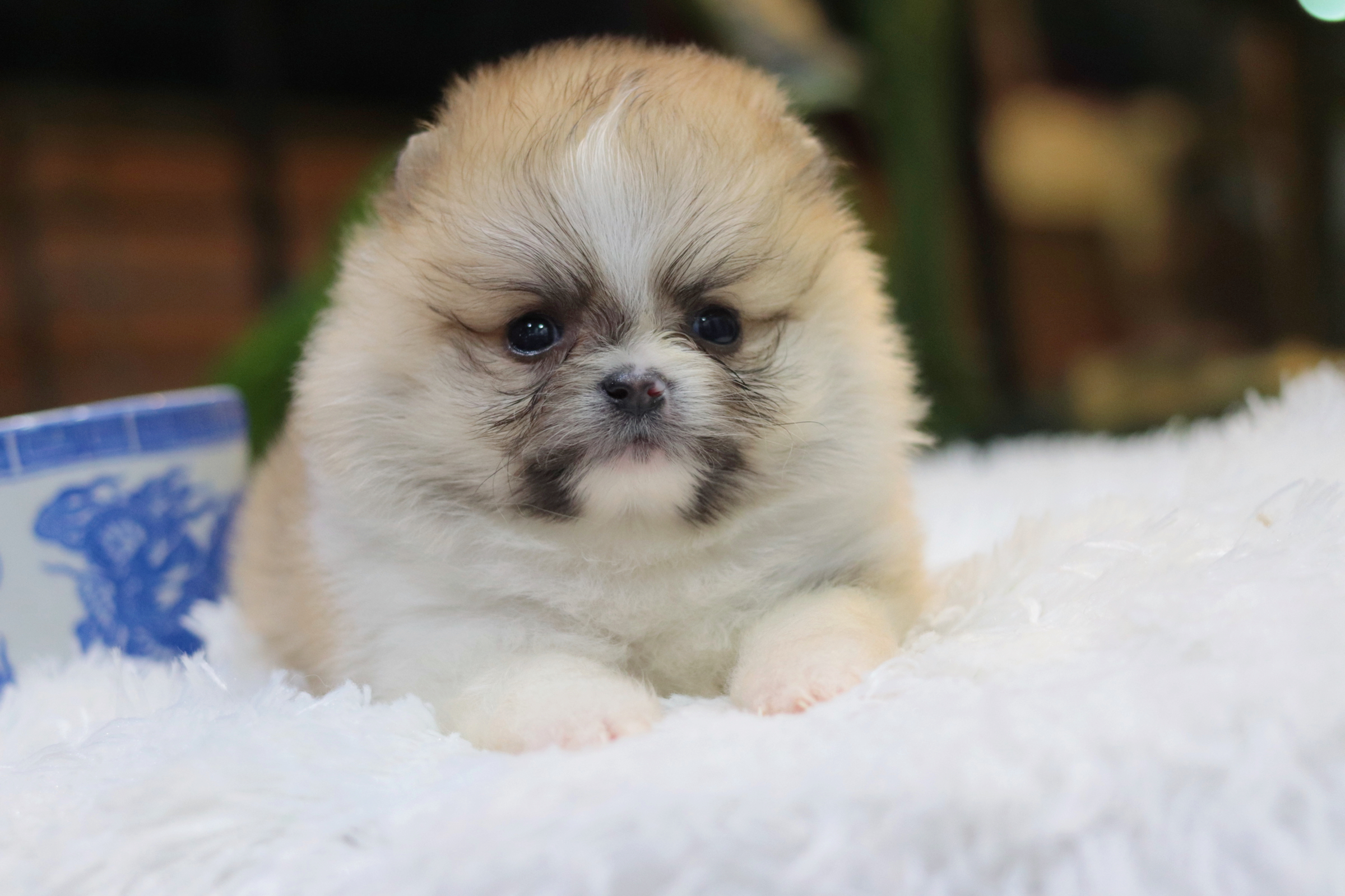 ปอมเมอเรเนียน เพศผู้ แฟนซีทีคัพ