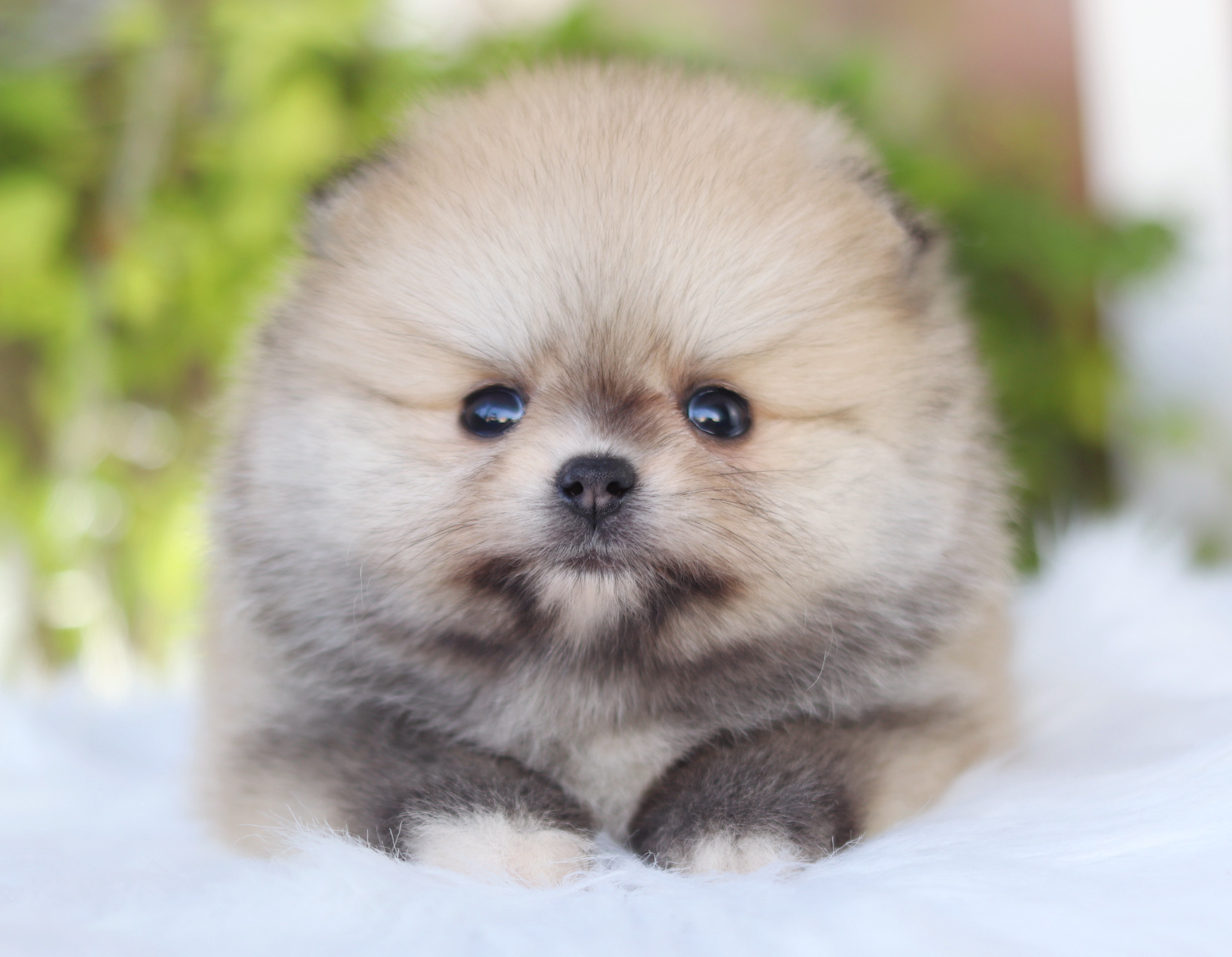 ปอมเมอเรเนียน เพศเมียสีส้ม เกรดโชว์