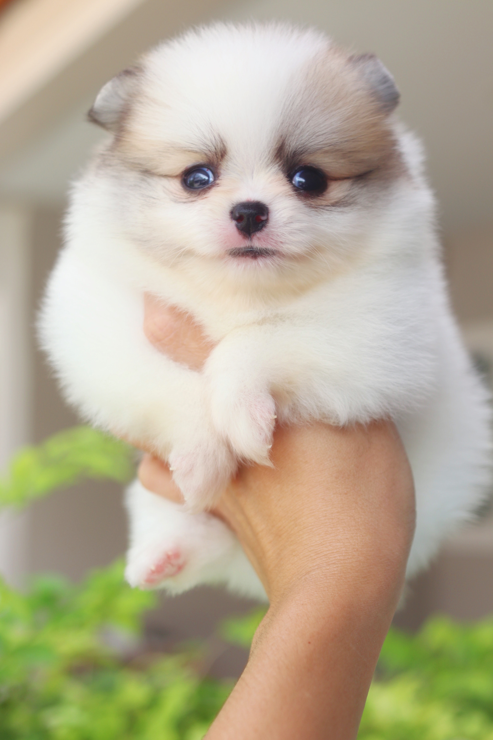 ปอมเมอเรเนียน เพศผู้สีแฟนซี