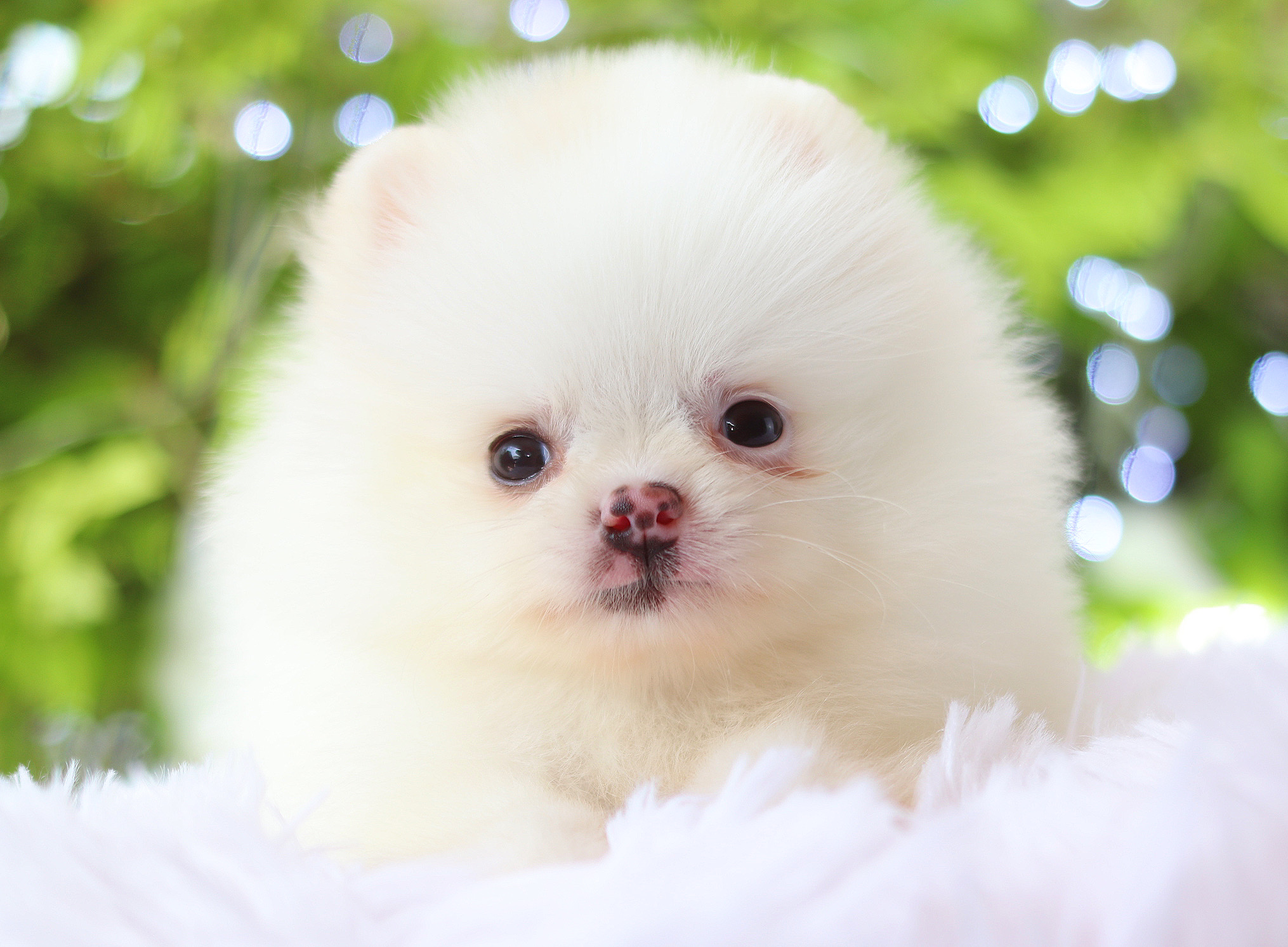 ปอมเมอเรเนียน เพศเมียสีขาวครีม