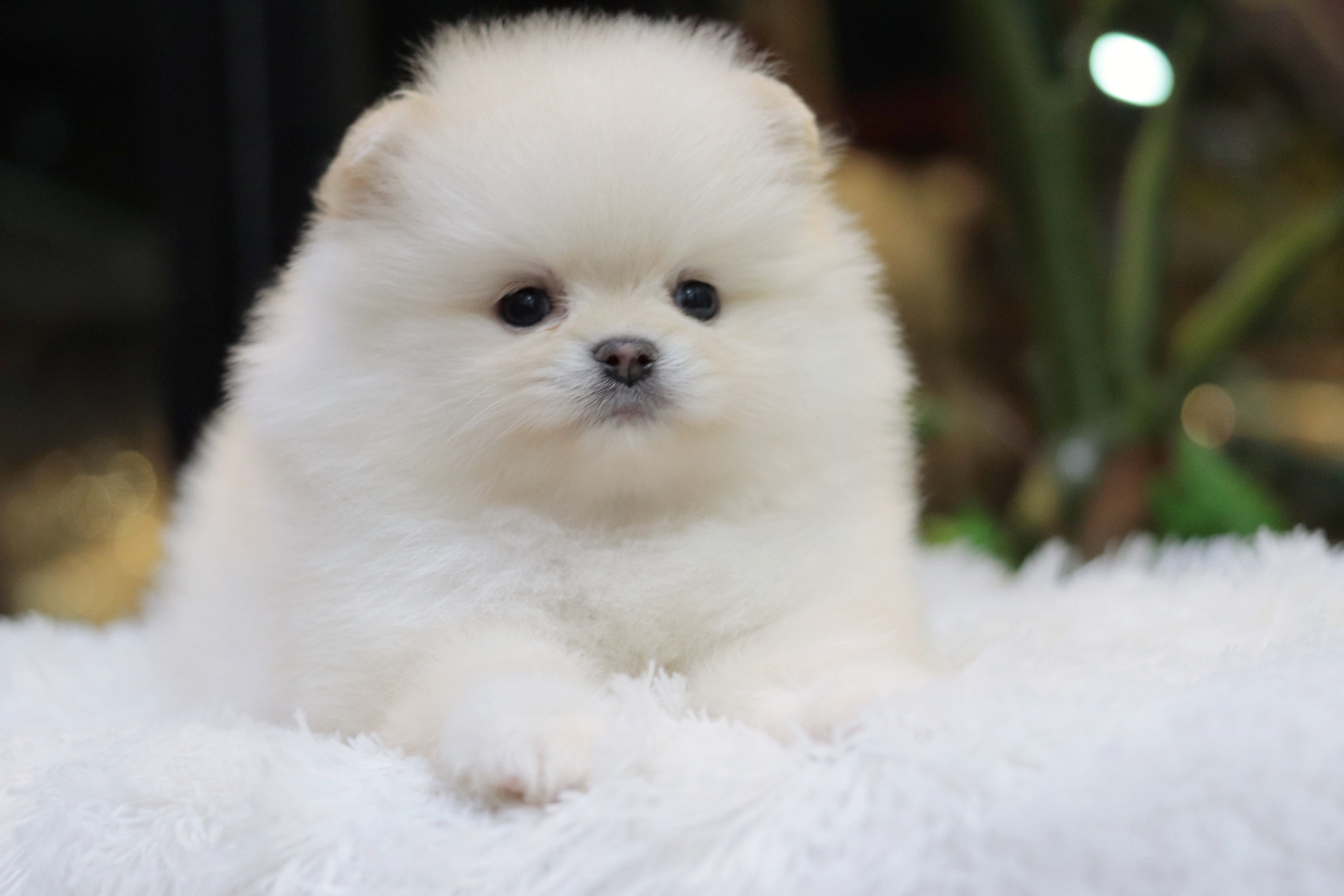 ปอมเมอเรเนียน เพศเมียเกรดโชว์