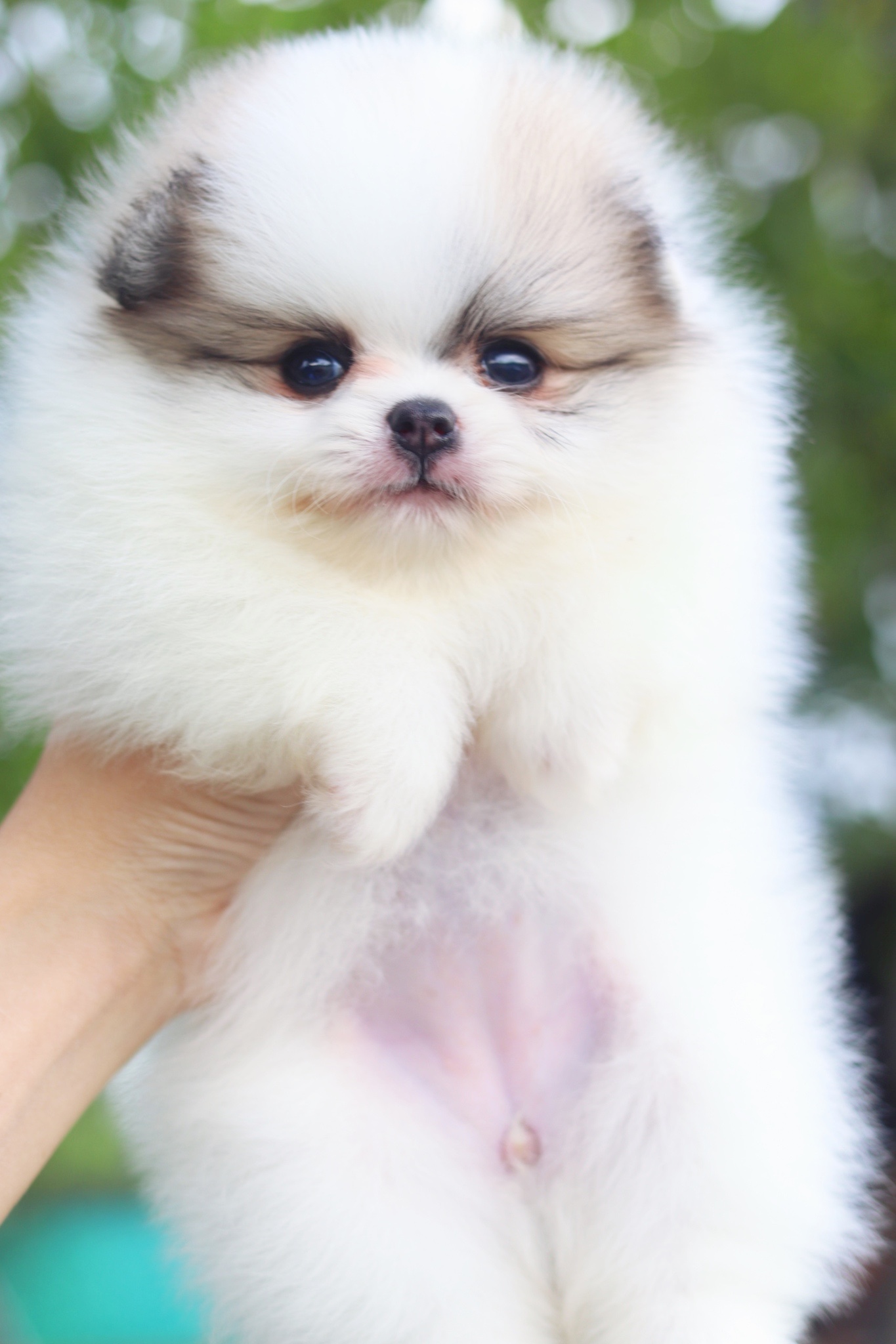 ปอมเมอเรเนียน เพศเมียสีแฟนซี