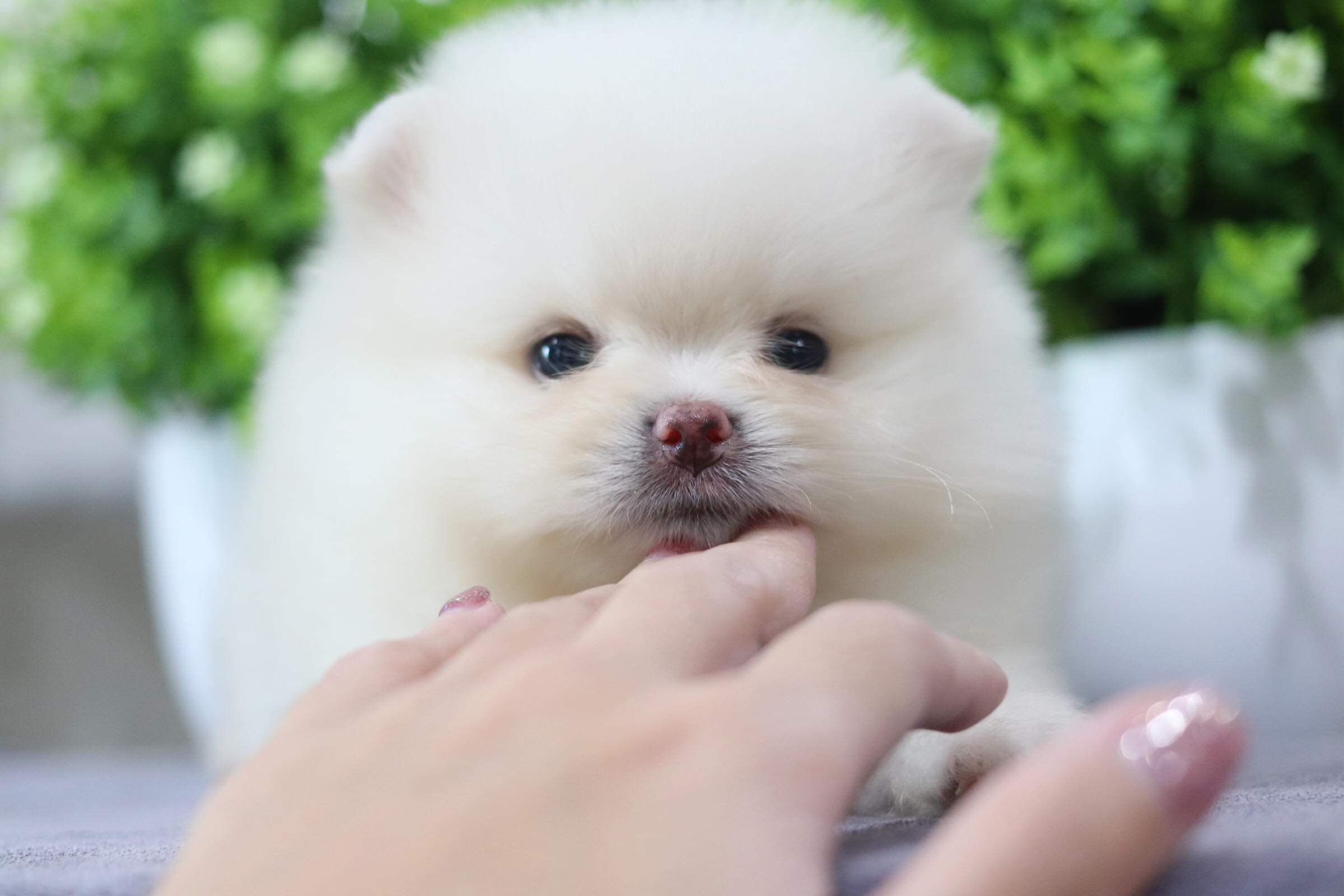 ปอมเมอเรเนียน เพศผู้