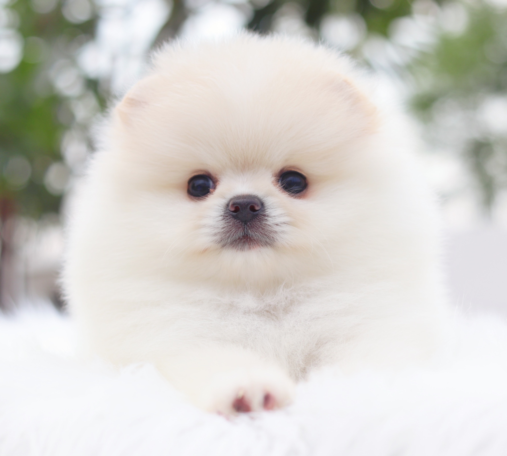 ปอมเมอเรเนียน เพศผู้ สีขาวครีมเกรดโชว์