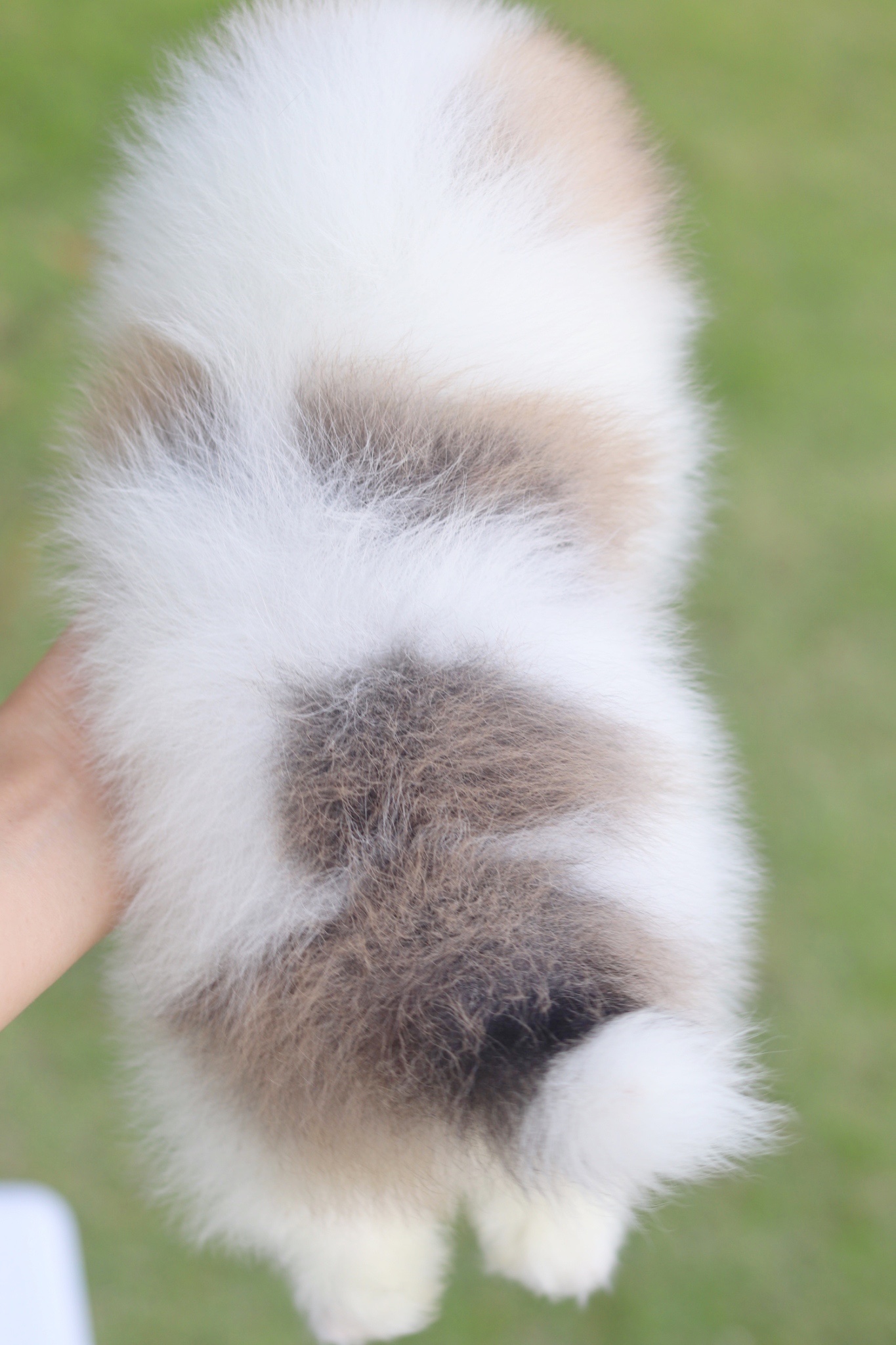 ปอมเมอเรเนียน เพศเมียสีแฟนซี