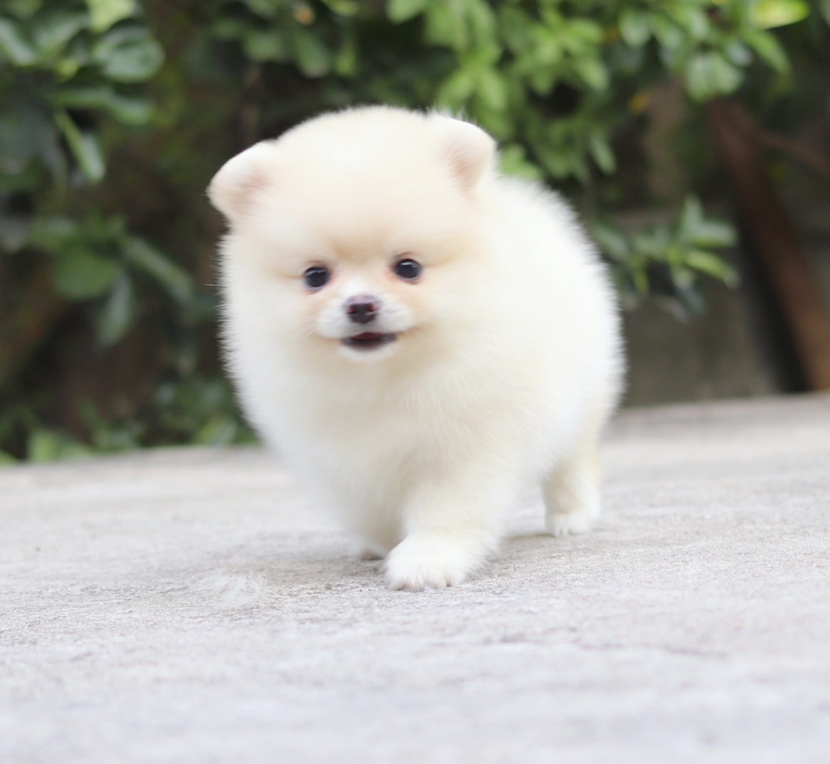 ปอมเมอเรเนียน เพศเมีย สีครีม