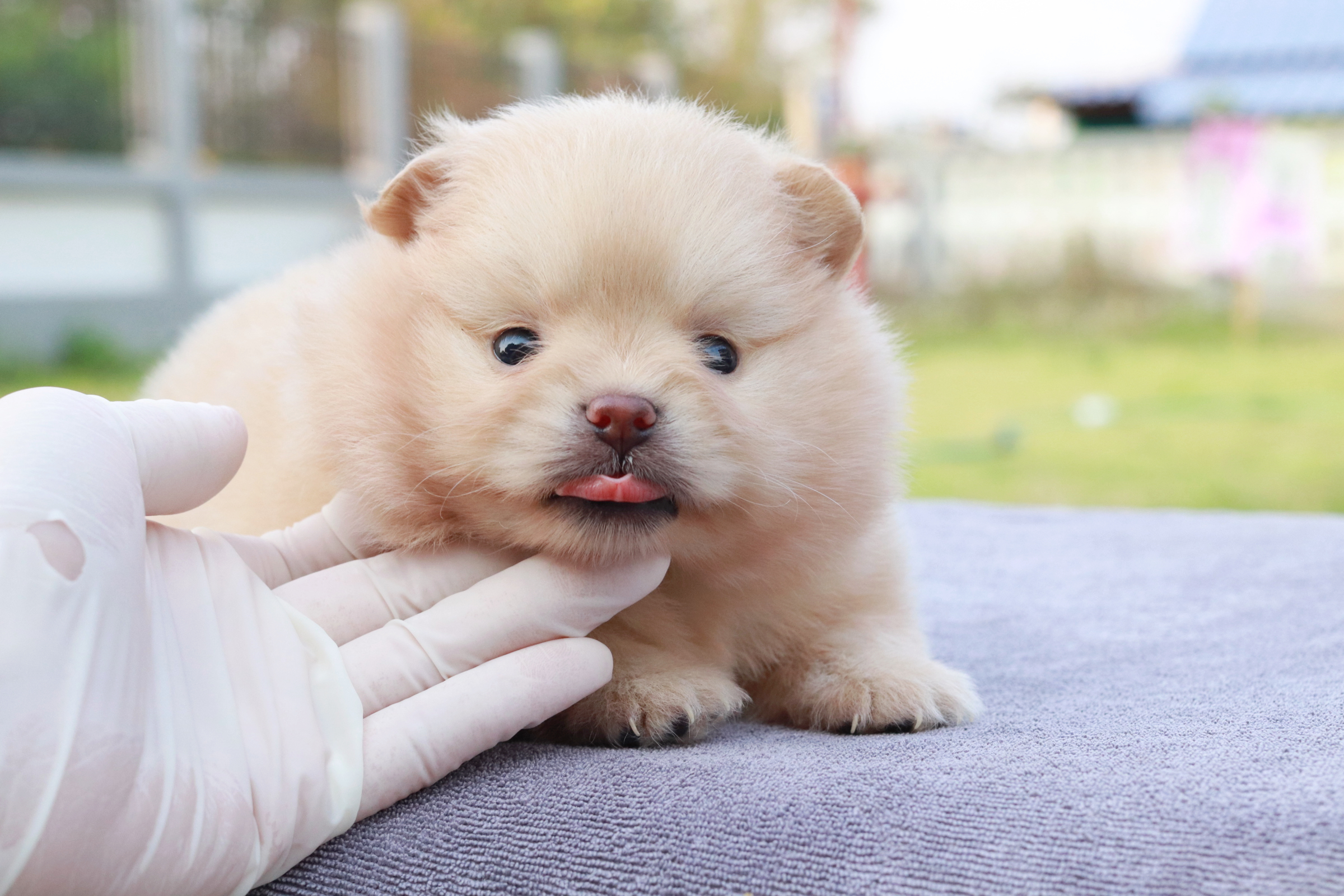 ปอมเมอเรเนียน เพศเมีย ครีม