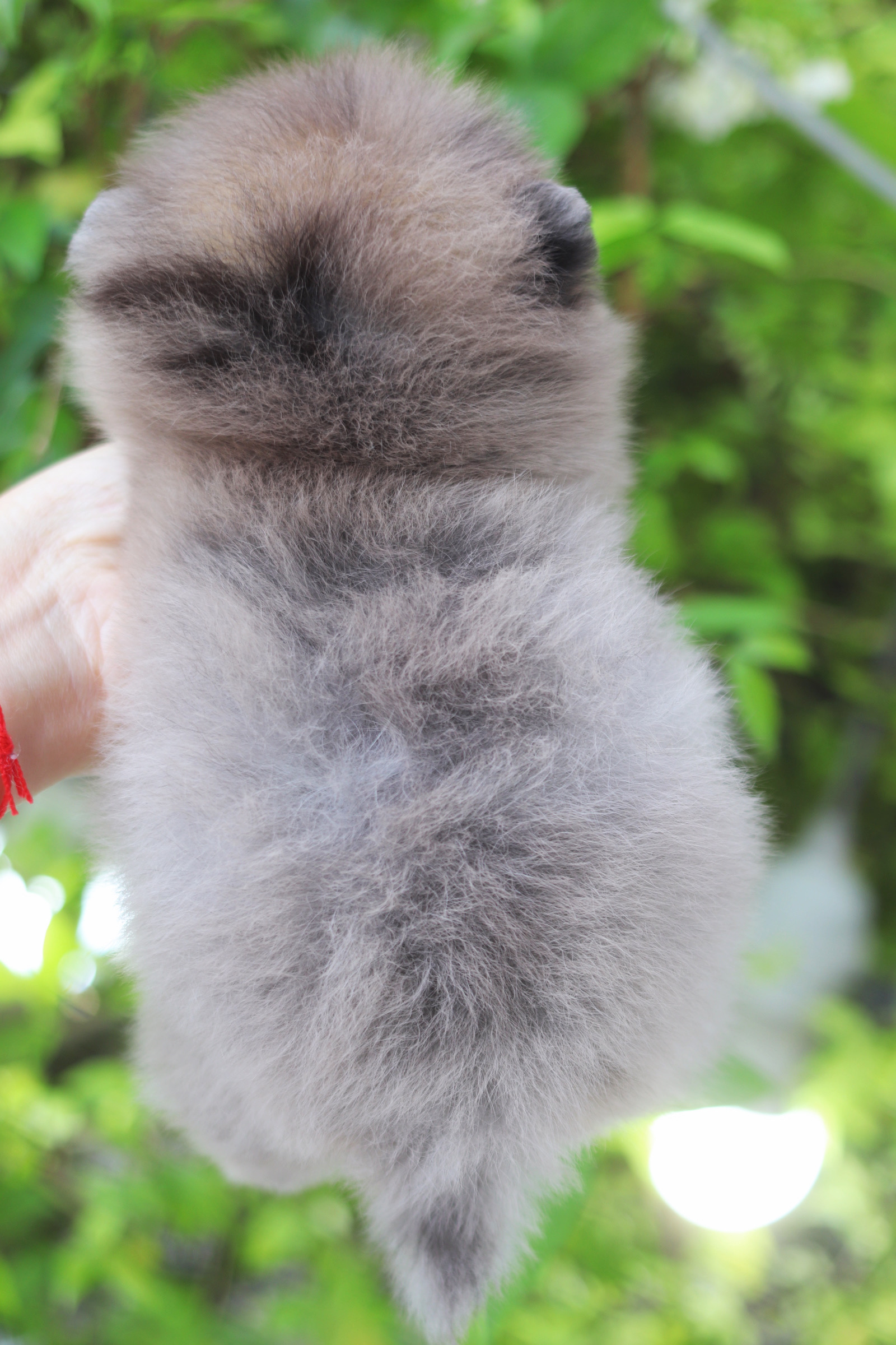 ปอมเมอเรเนียน เพศผู้ สีเมอร์เร่