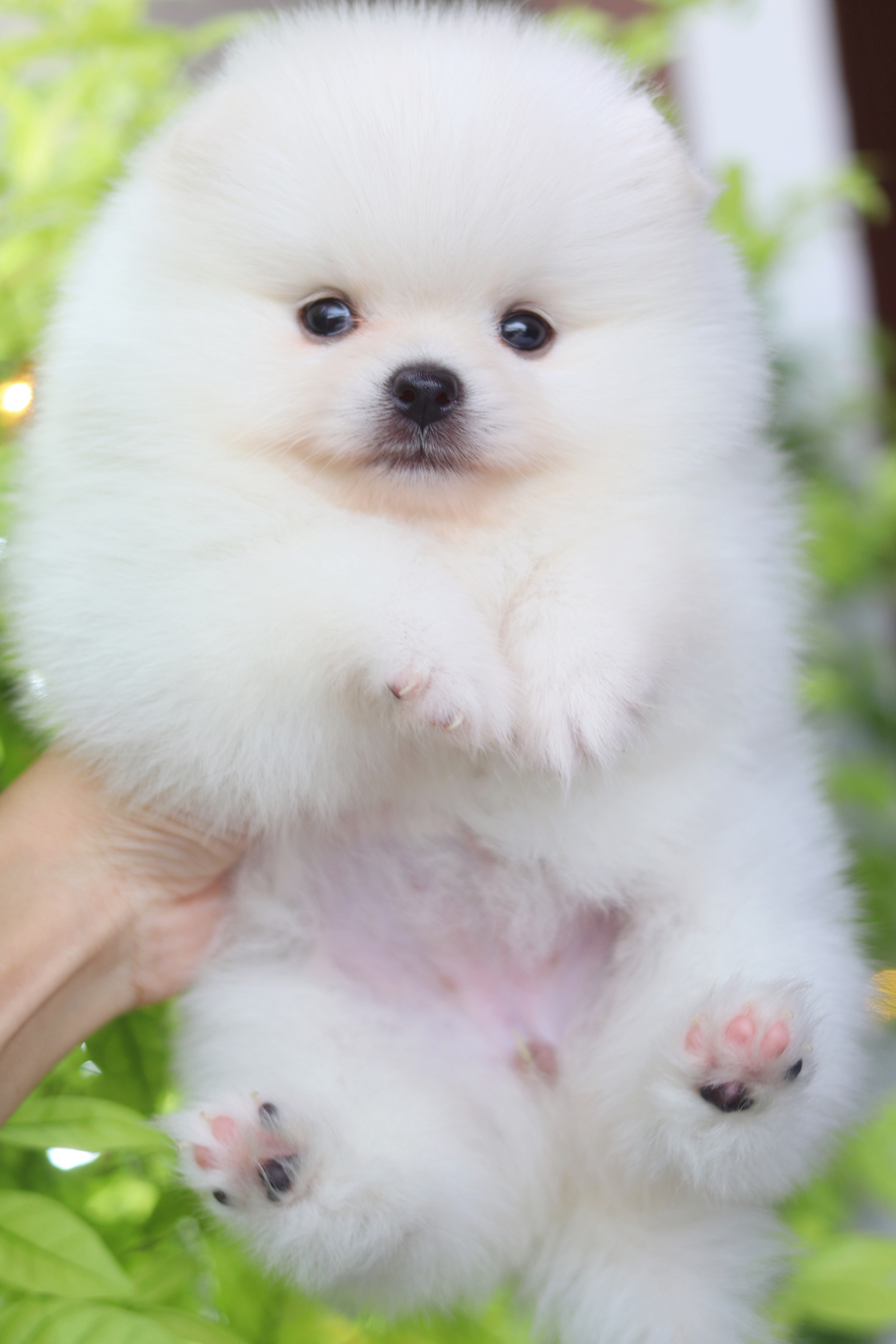 ปอมเมอเรเนียน เพศเมียสีขาวครีมเกรดโชว์