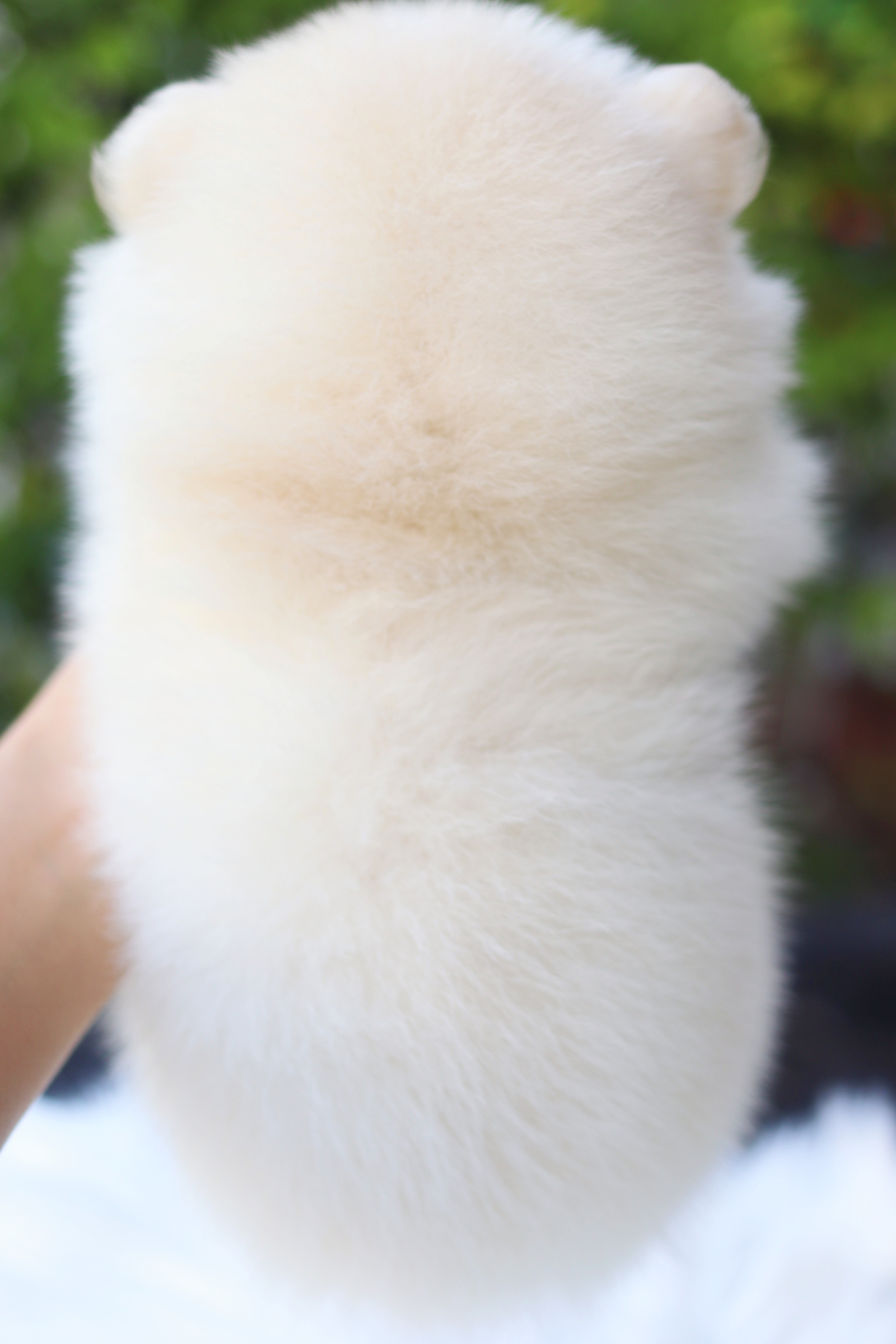 ปอมเมอเรเนียน เพศผู้ สีขาวครีม