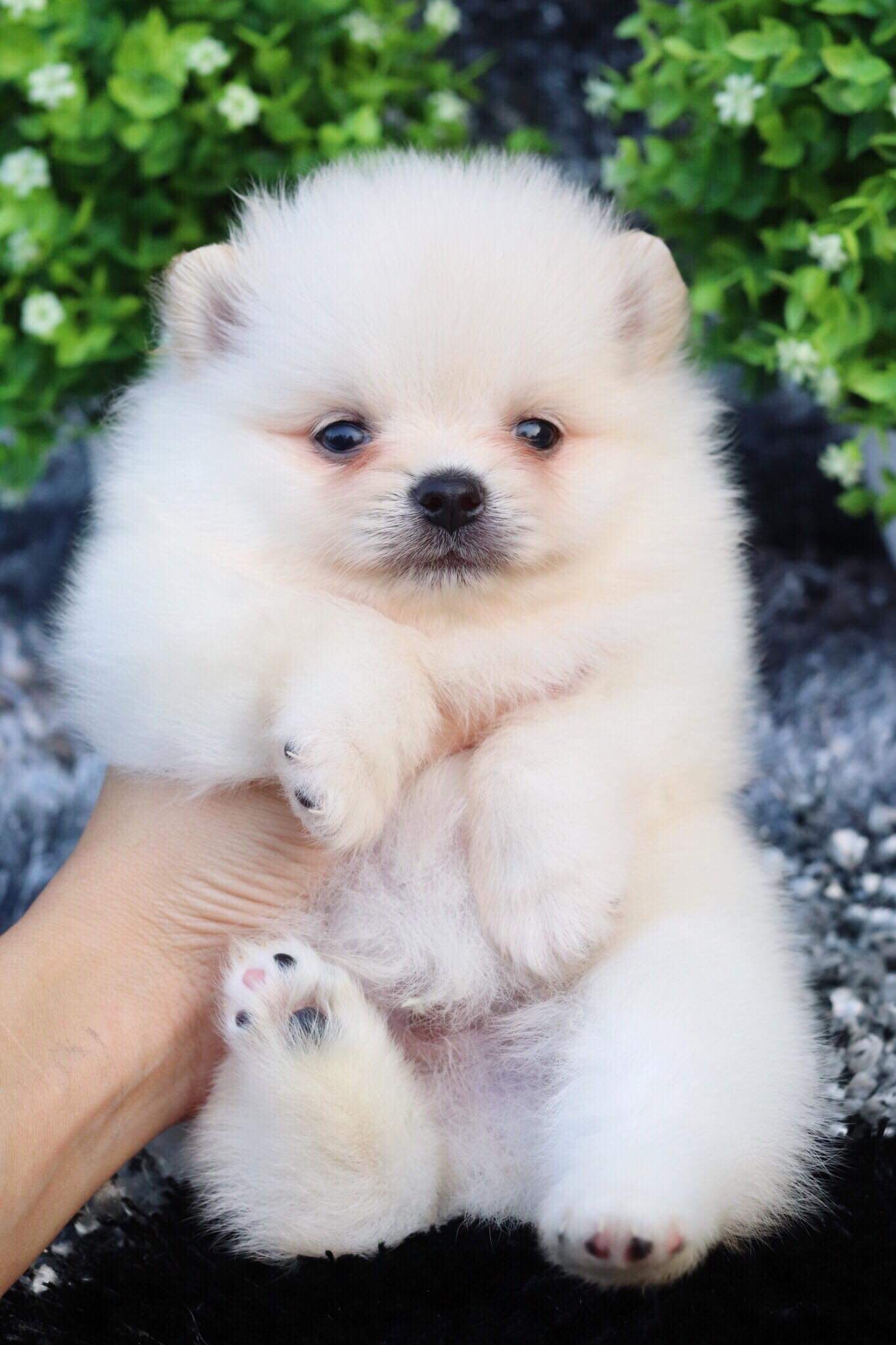 ปอมเมอเรเนียน เพศผู้