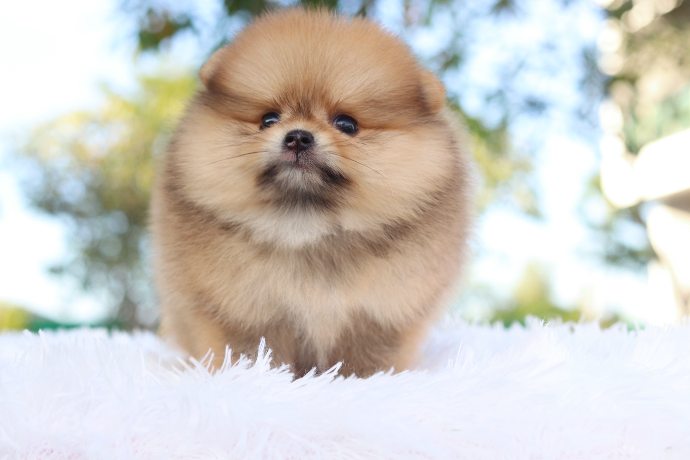 ปอมเมอเรเนียน เพศเมียสีส้มเกรดโชว์