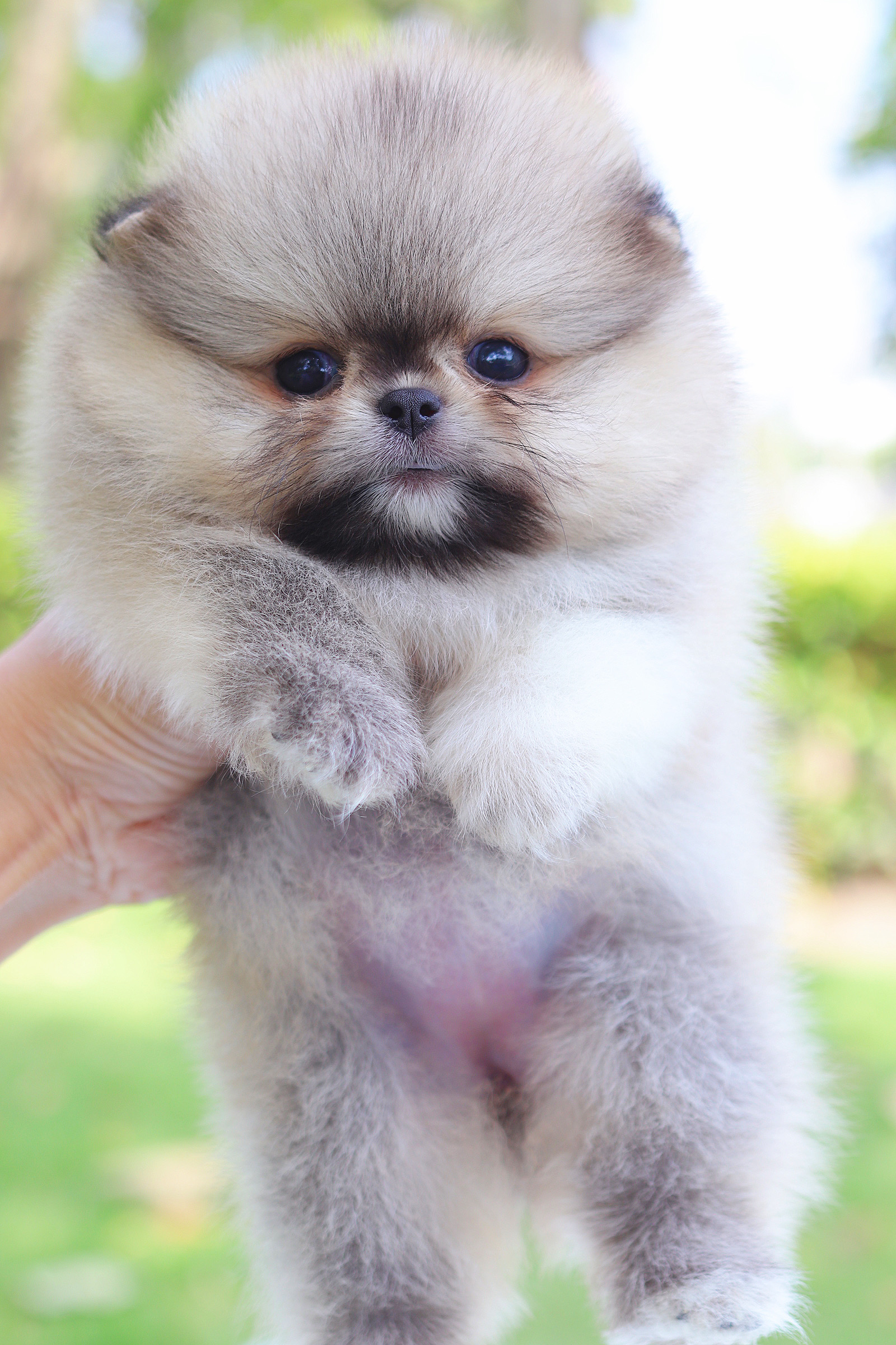 ปอมเมอเรเนียน เพศเมียสีส้ม เกรดโชว์