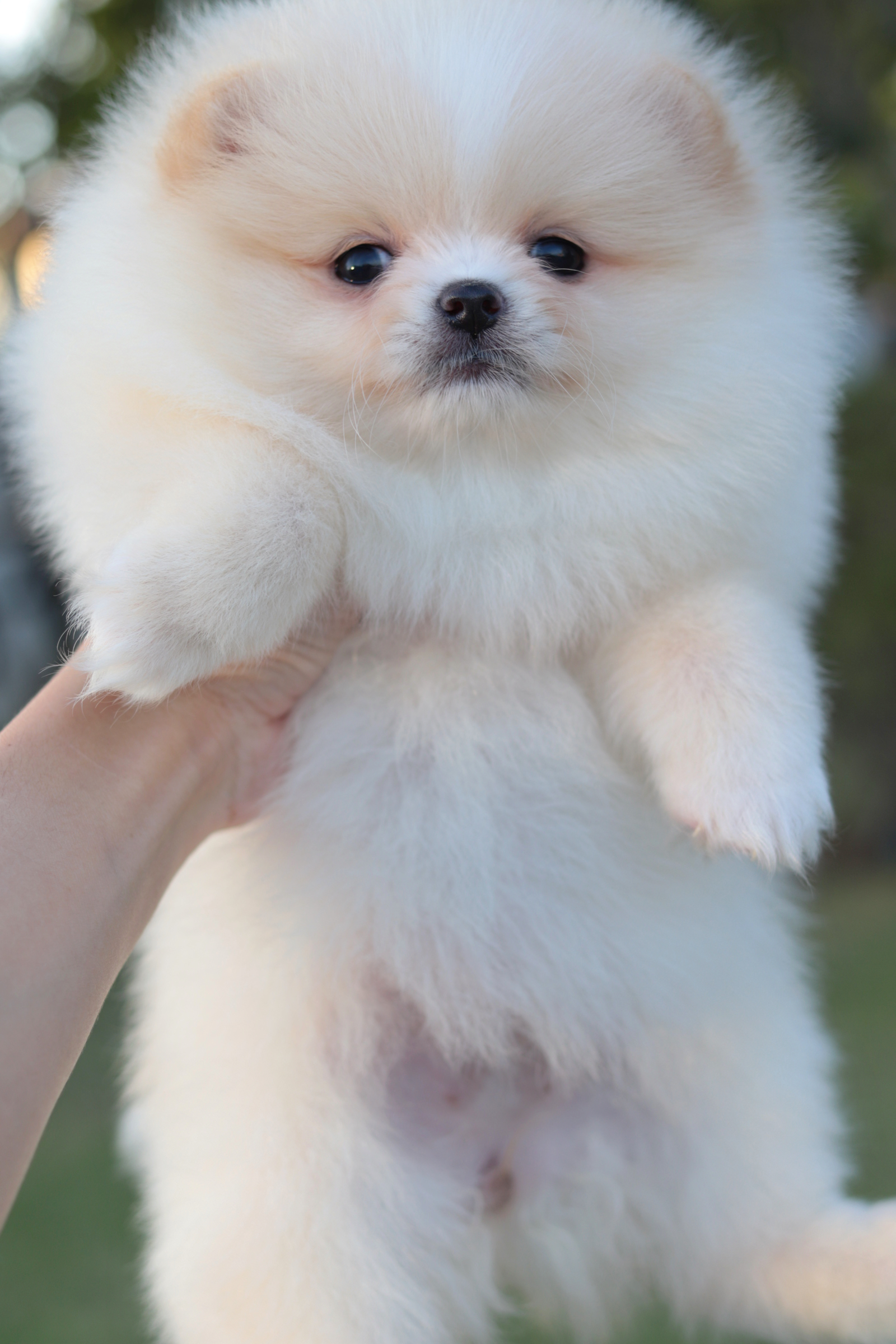 ปอมเมอเรเนียน เพศเมียขาวครีม